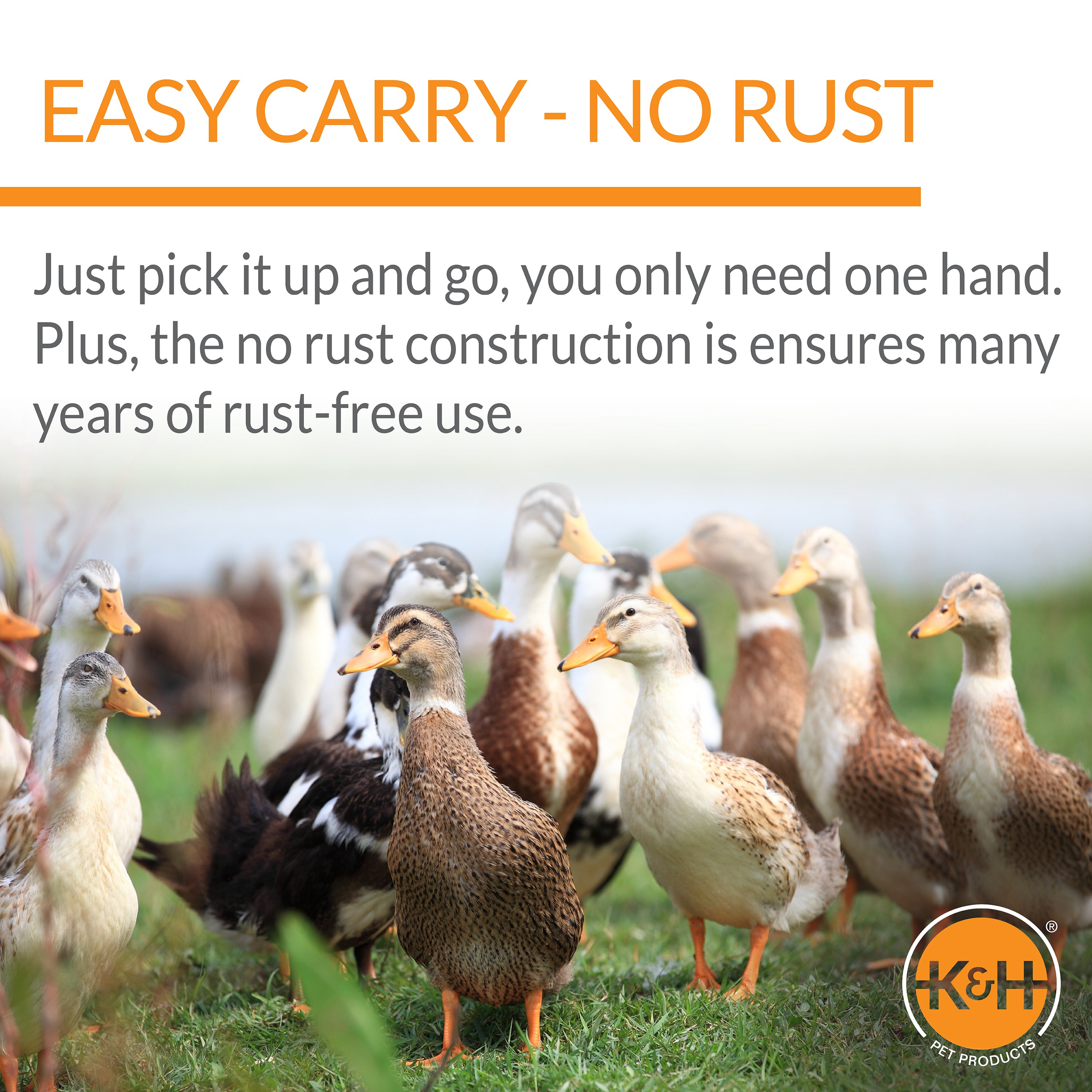 K&H Duck Waterer one hand carry and no rust construction with a flock of ducks