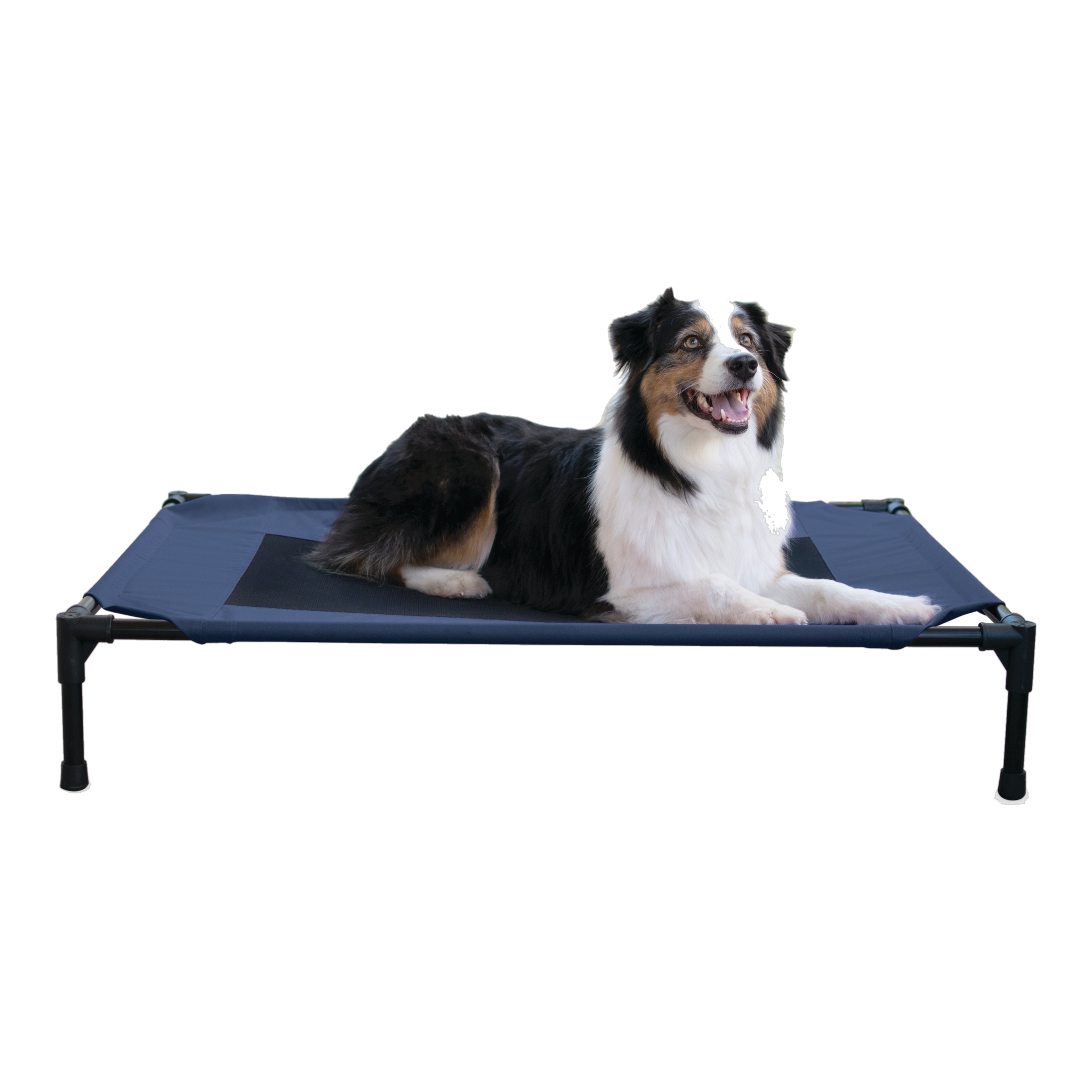 K&H Original Pet Cot elevated dog bed in navy, large size, with an Australian shepherd stretched out on it #Blue#Large