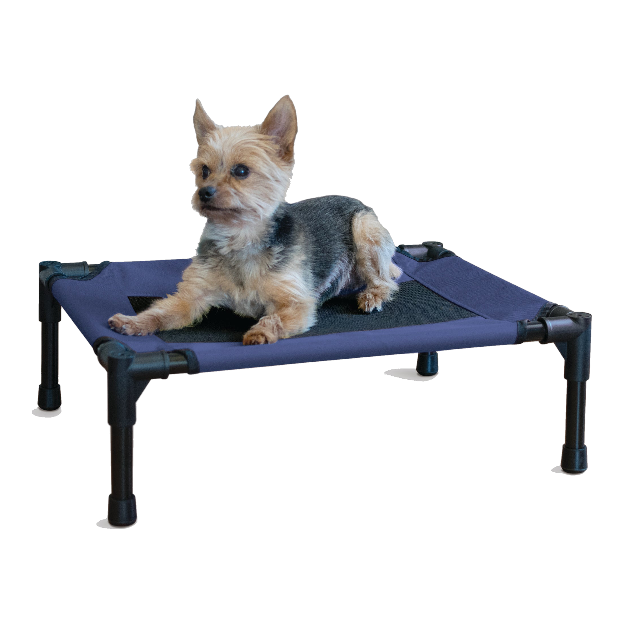K&H Original Pet Cot elevated dog bed in navy, small size, with a small terrier resting on the mesh #Blue#Small