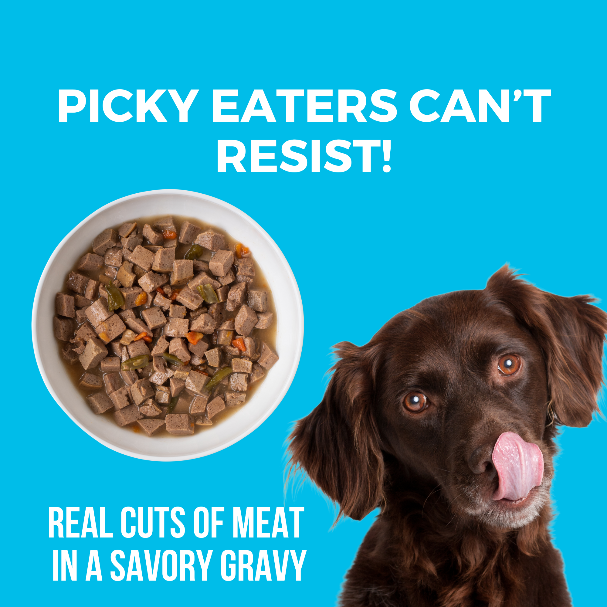 Bowl of KOHA Greek Island Grill chicken and lamb stew with real cuts of meat in a savory gravy beside a happy dog