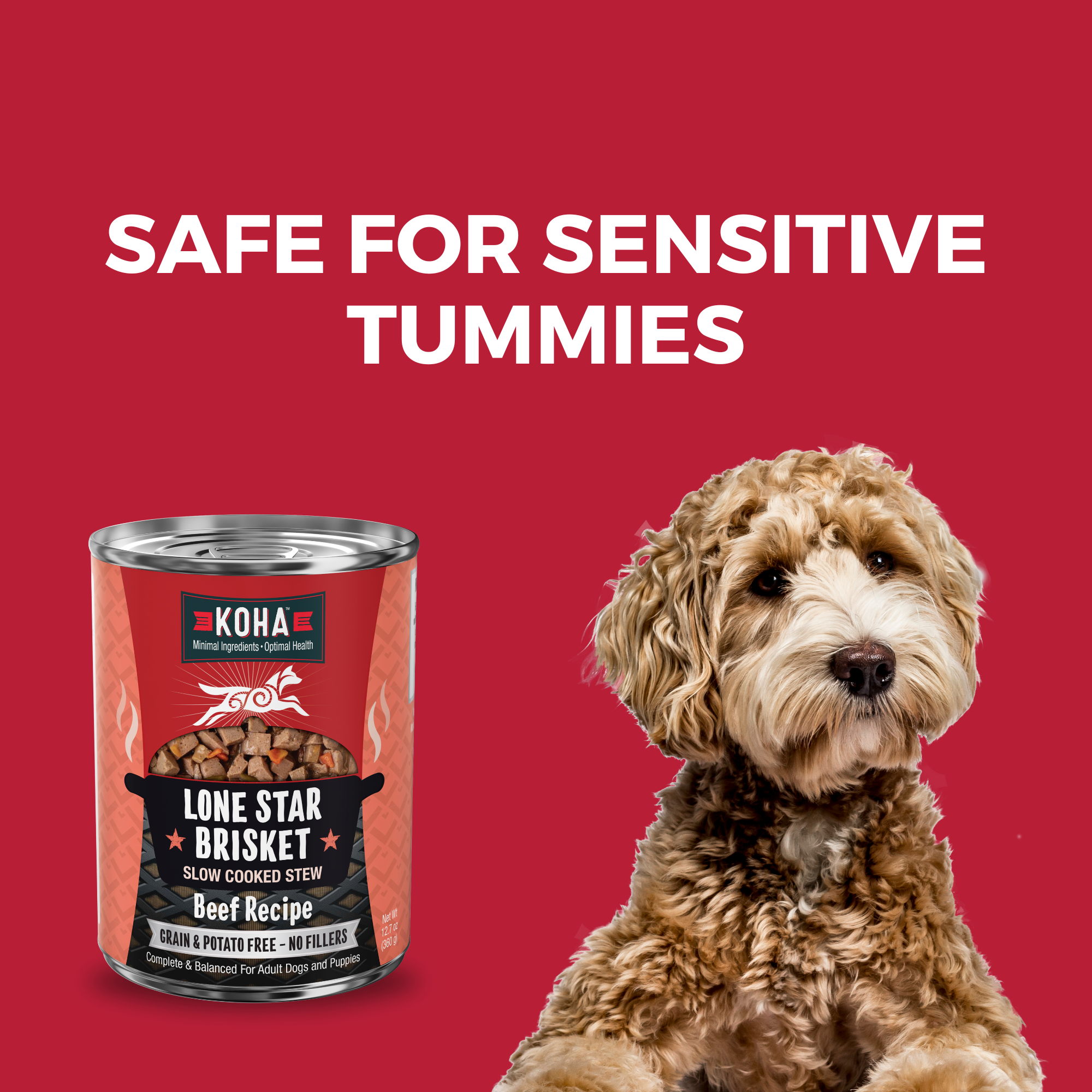 KOHA Lone Star Brisket 12.7 oz can beside a calm dog, a grain and potato free recipe for sensitive stomachs
