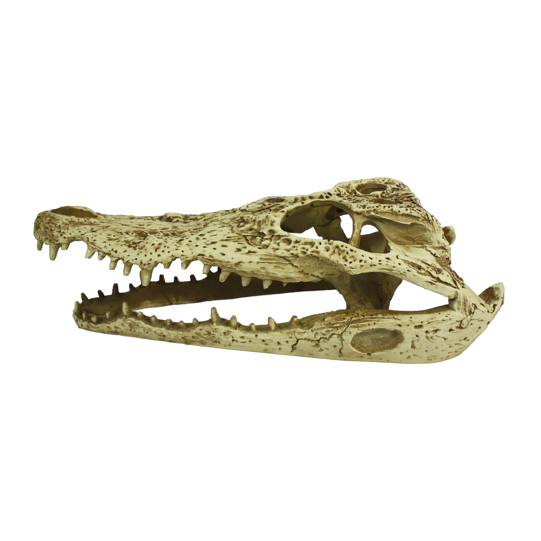 Komodo Alligator Skull Hideout opposite side profile of the sun-bleached bone finish