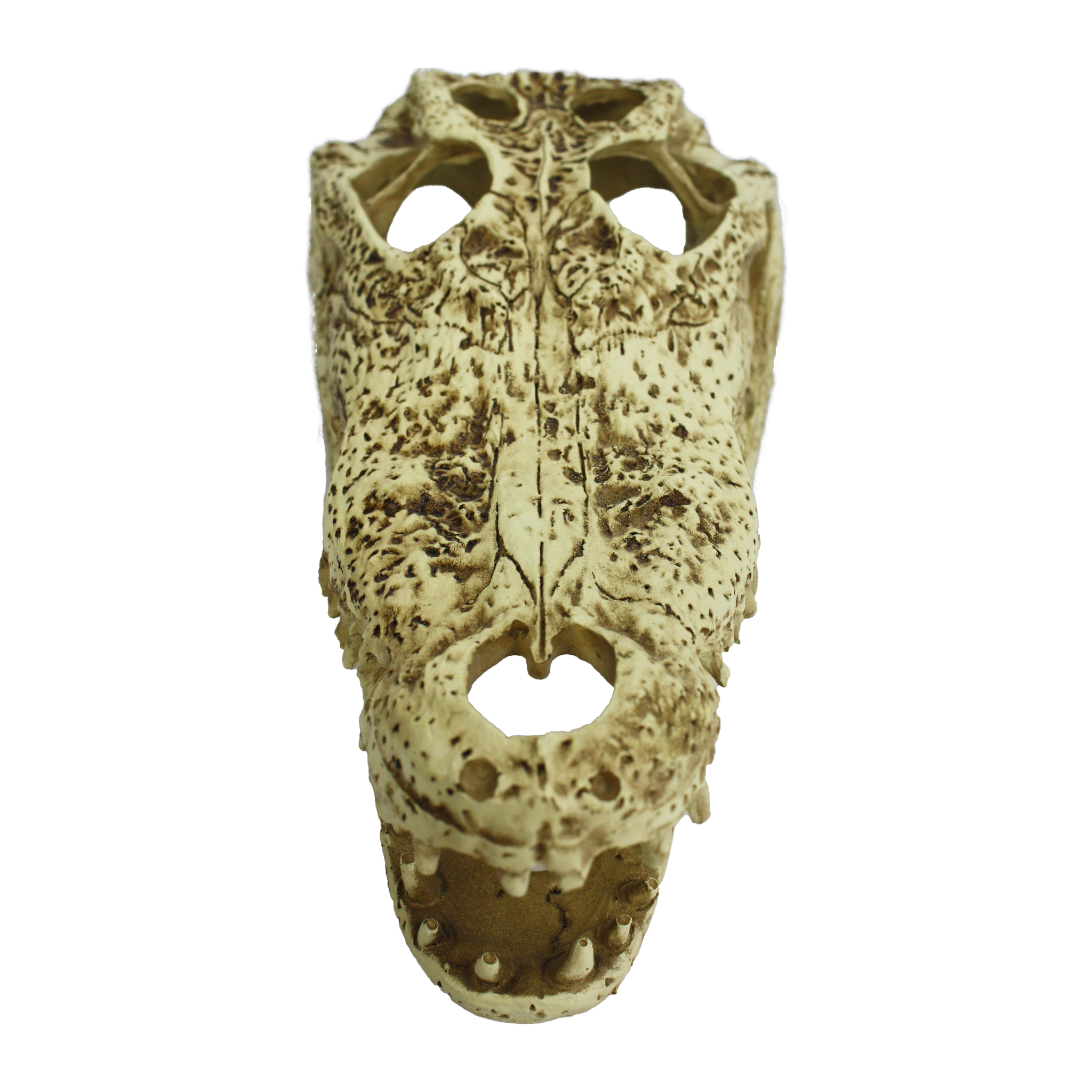 Komodo Alligator Skull Hideout seen from the snout -- broad rounded alligator profile
