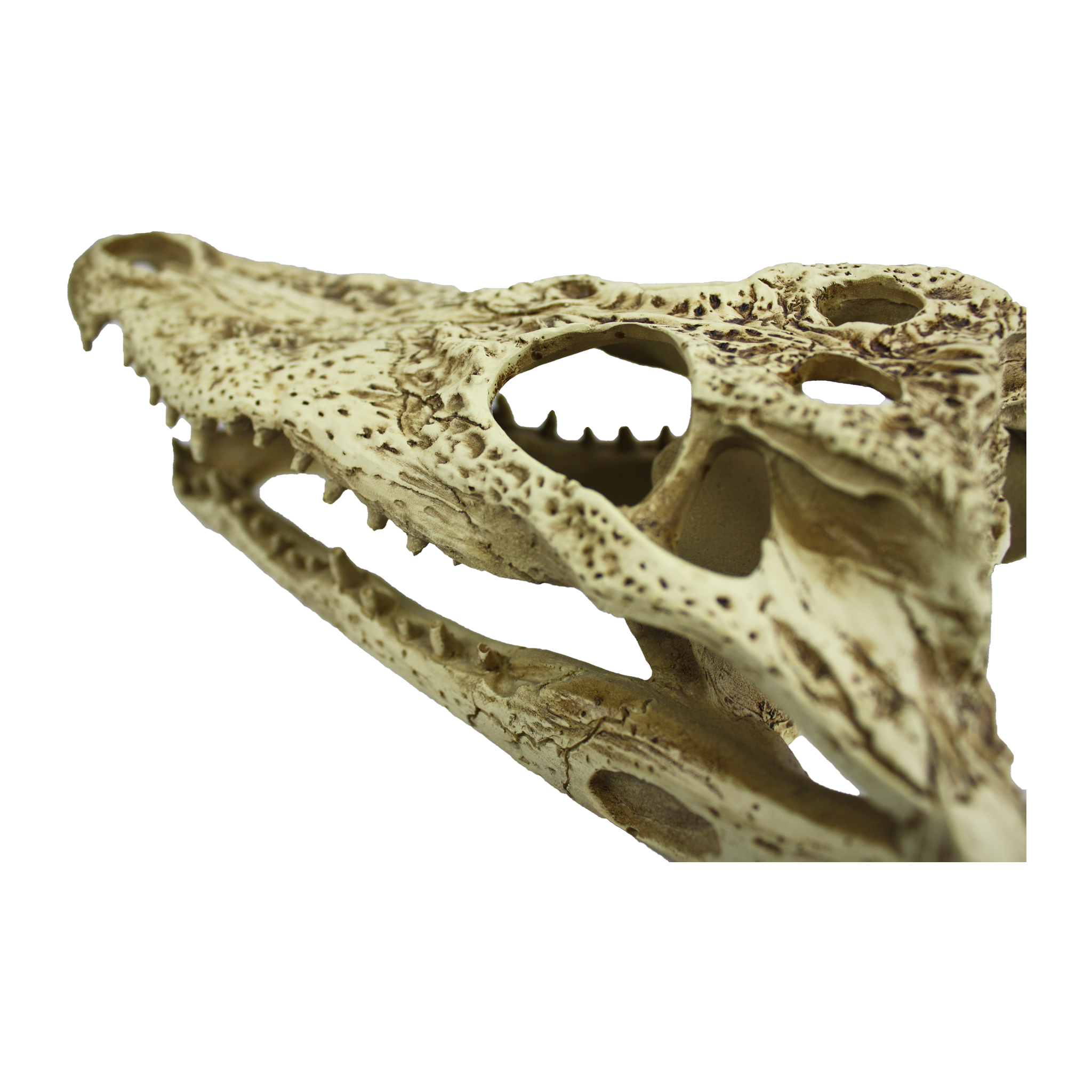 Close-up of the Komodo Alligator Skull Hideout eye socket and pitted resin detailing