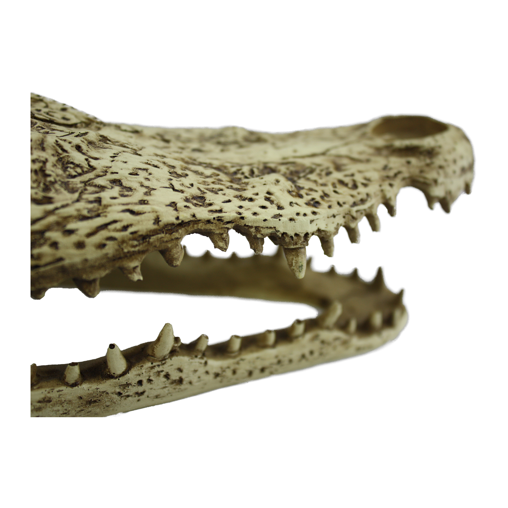Close-up of the Komodo Alligator Skull Hideout molded teeth and weathered bone texture