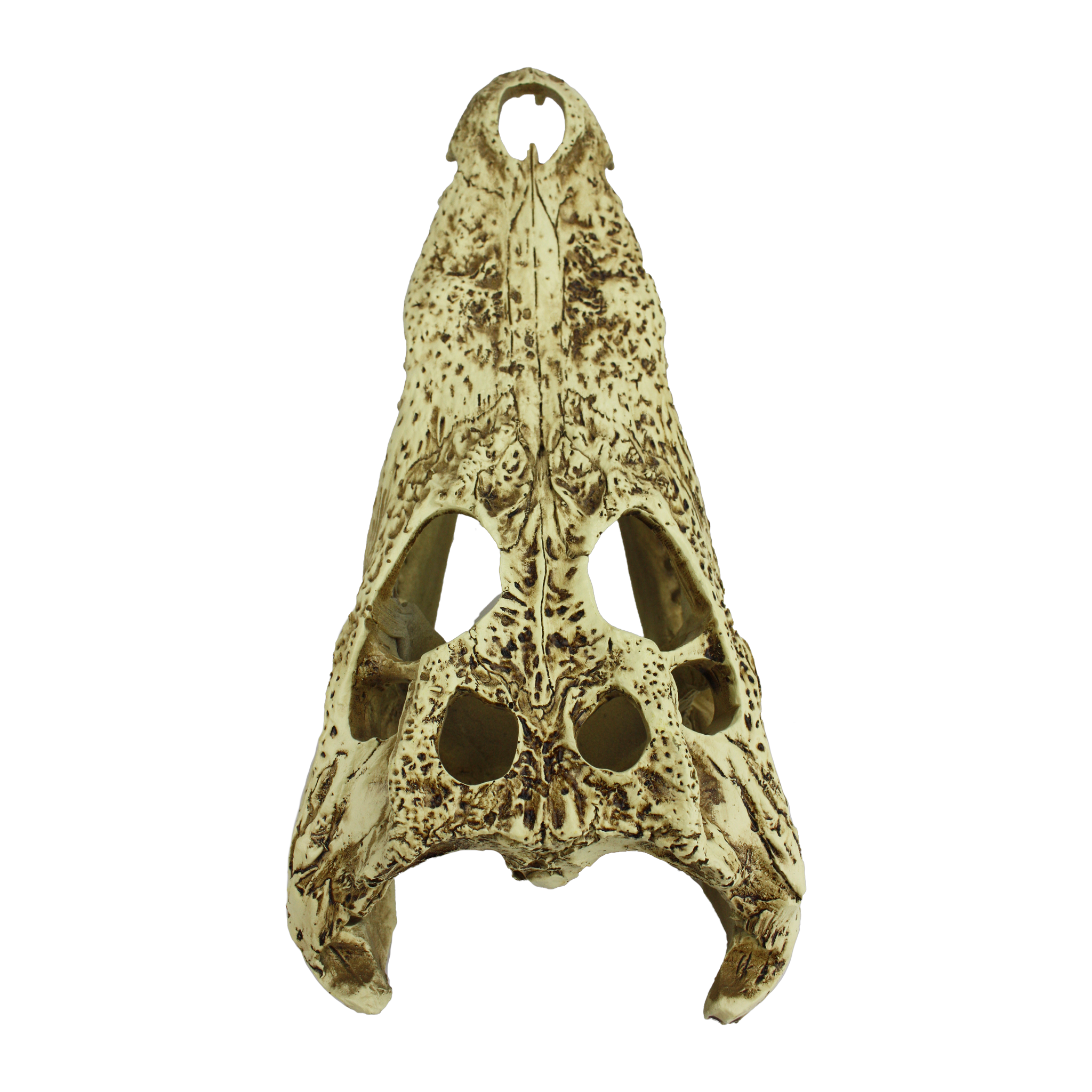 Komodo Alligator Skull Hideout viewed from above showing open eye sockets and skull vents
