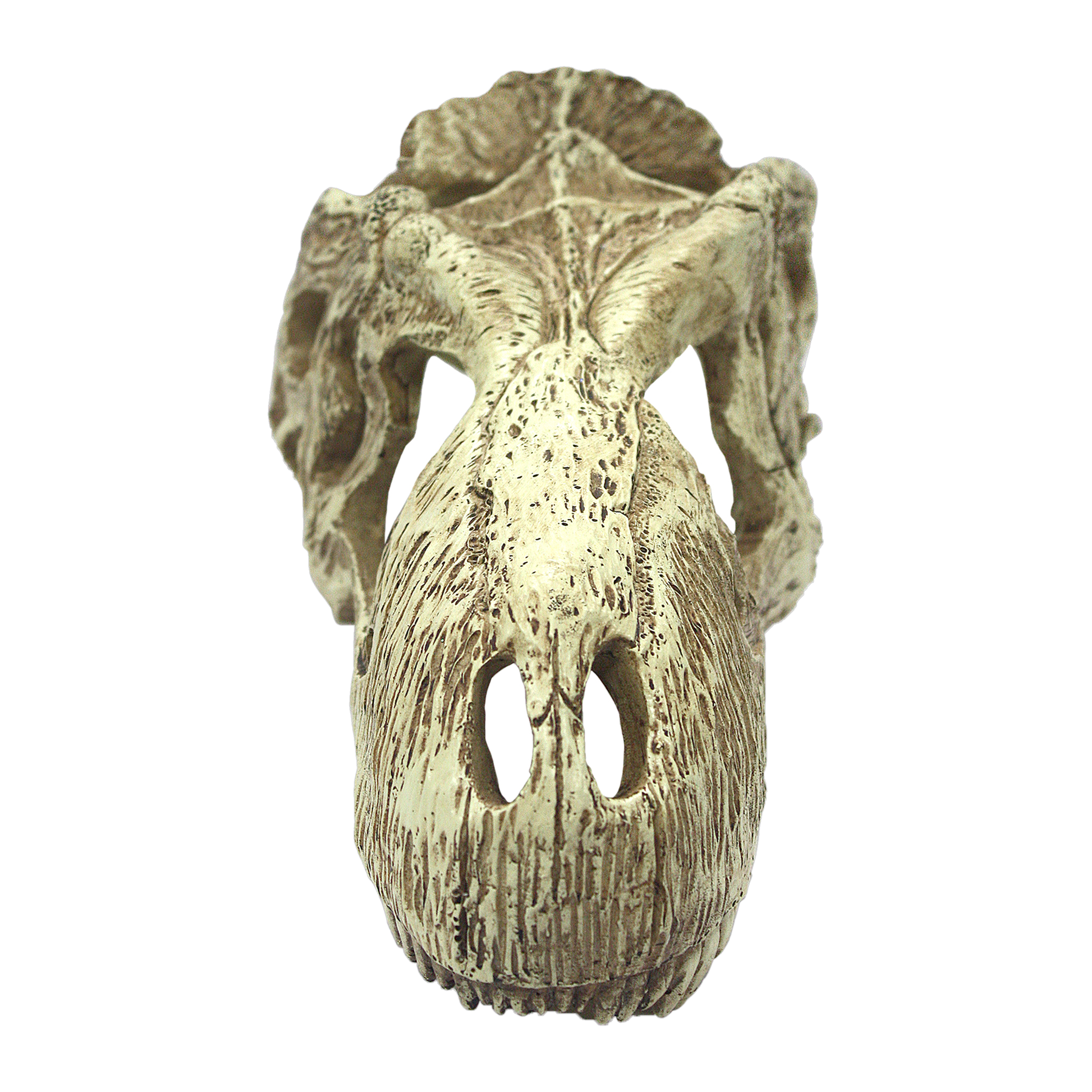 Front view of the Komodo T-Rex skull hide showing the open eye sockets and snout
