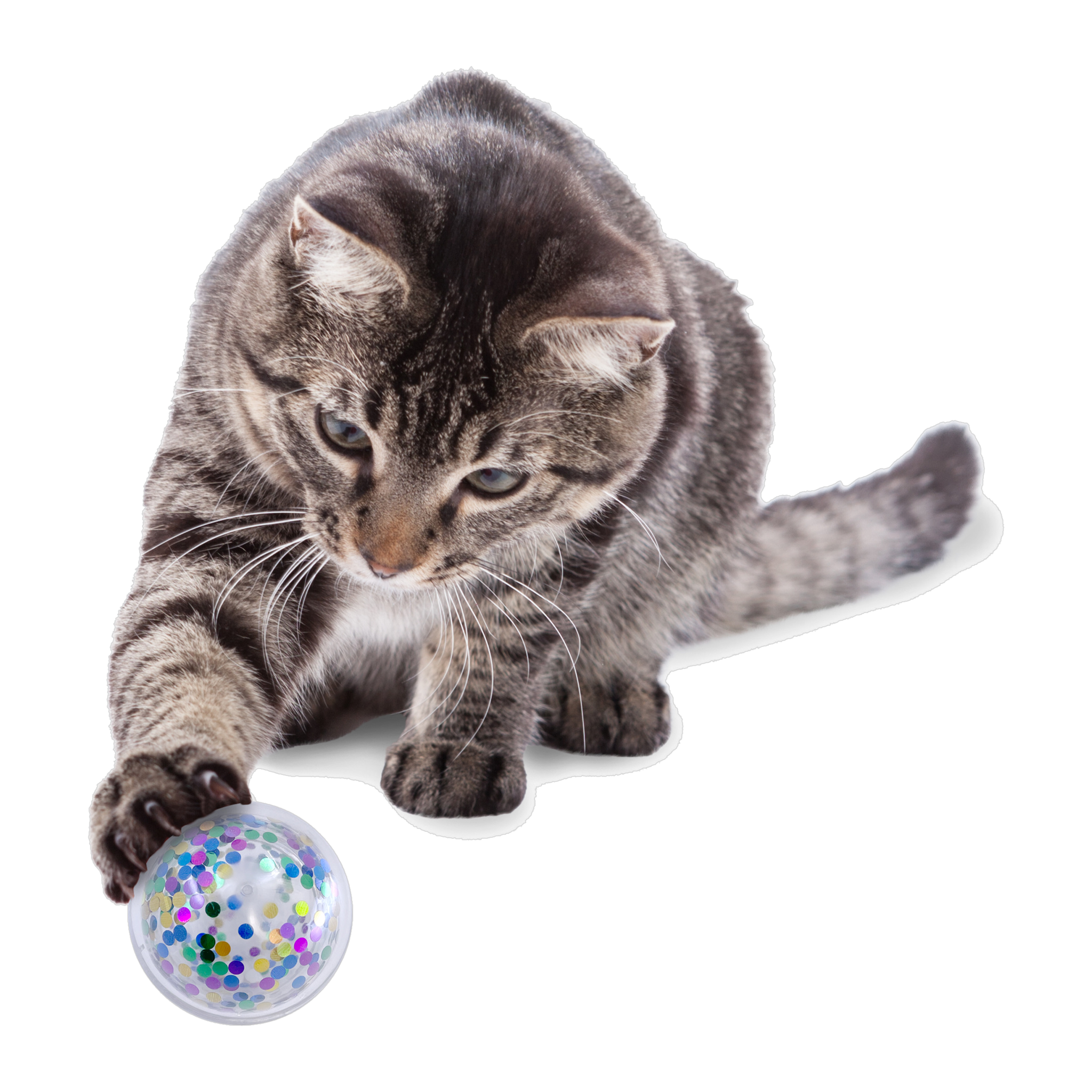 Tabby cat batting the KONG Active Confetti Ball cat toy