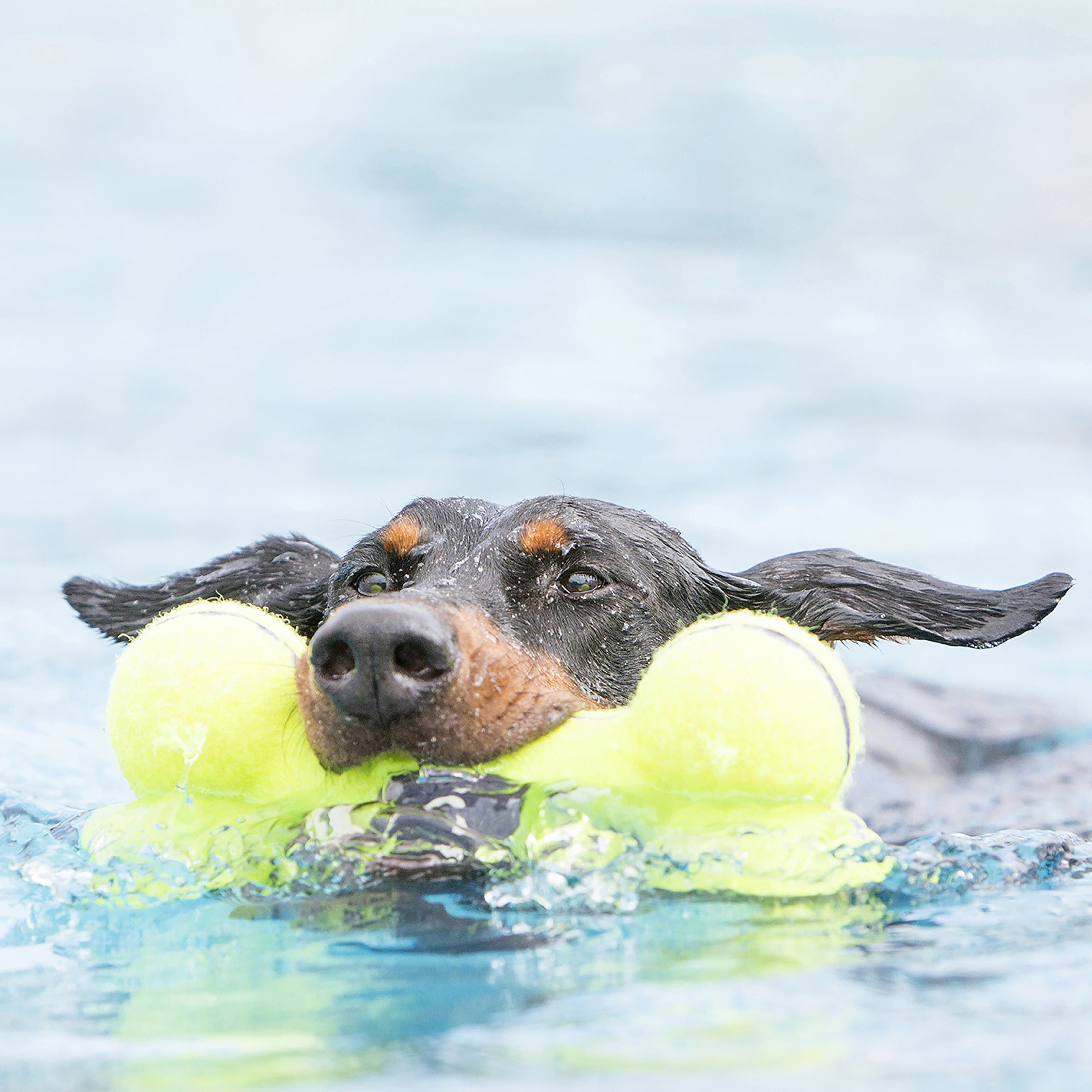 Dog swimming and retrieving the KONG AirDog Squeaker Bone