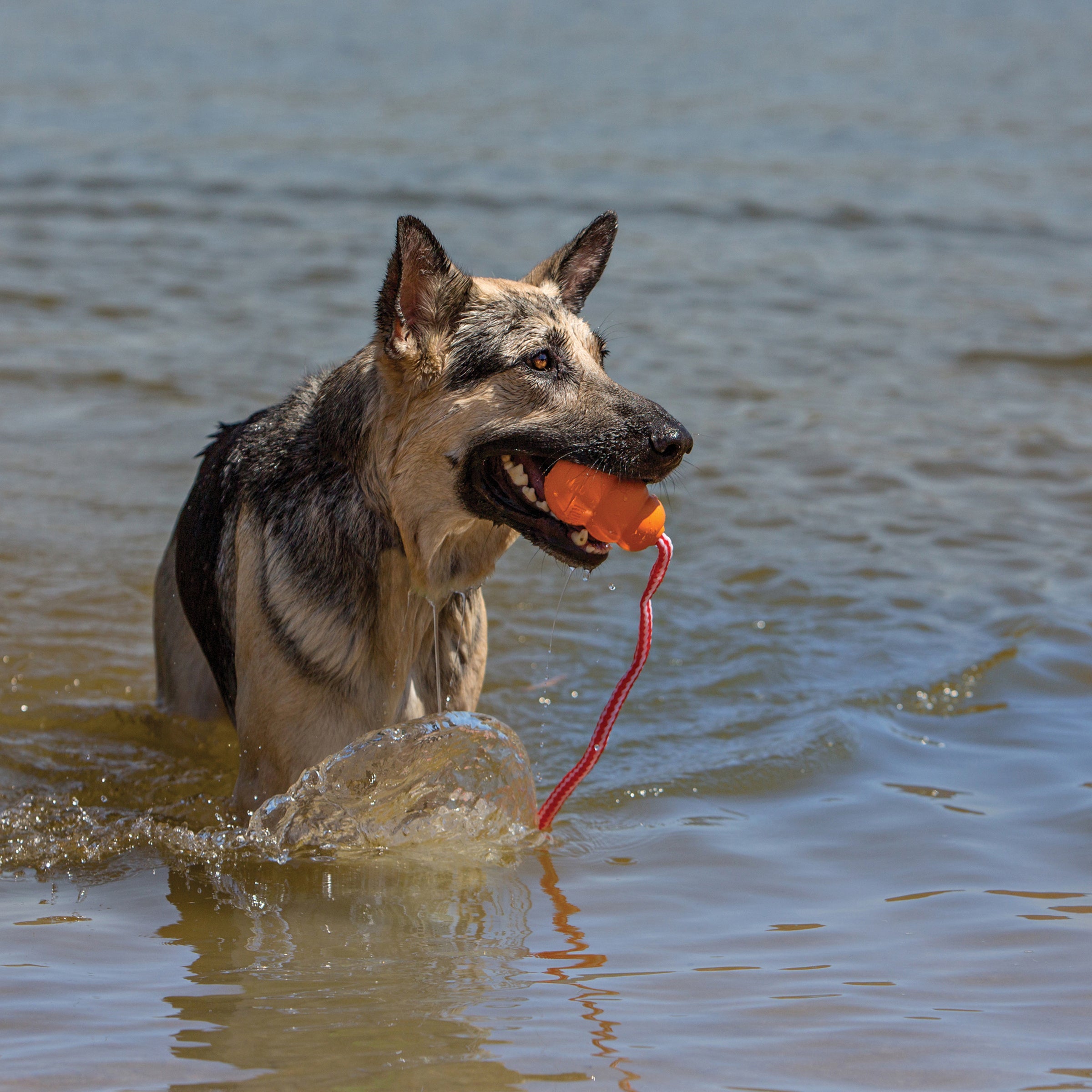 German Shepherd retrieving KONG Aqua floating toy in a lake