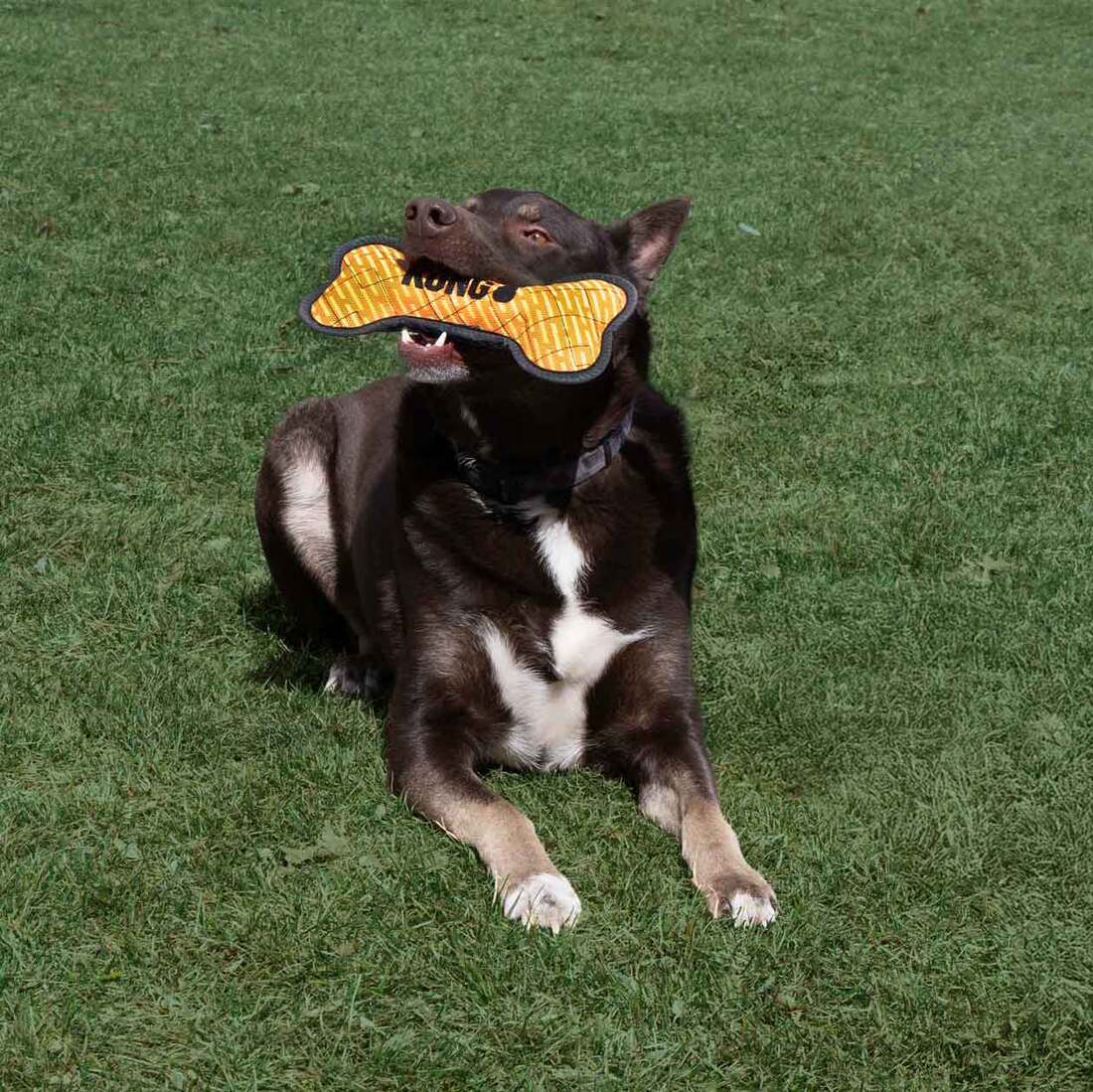KONG Armor Bone Dog Toy