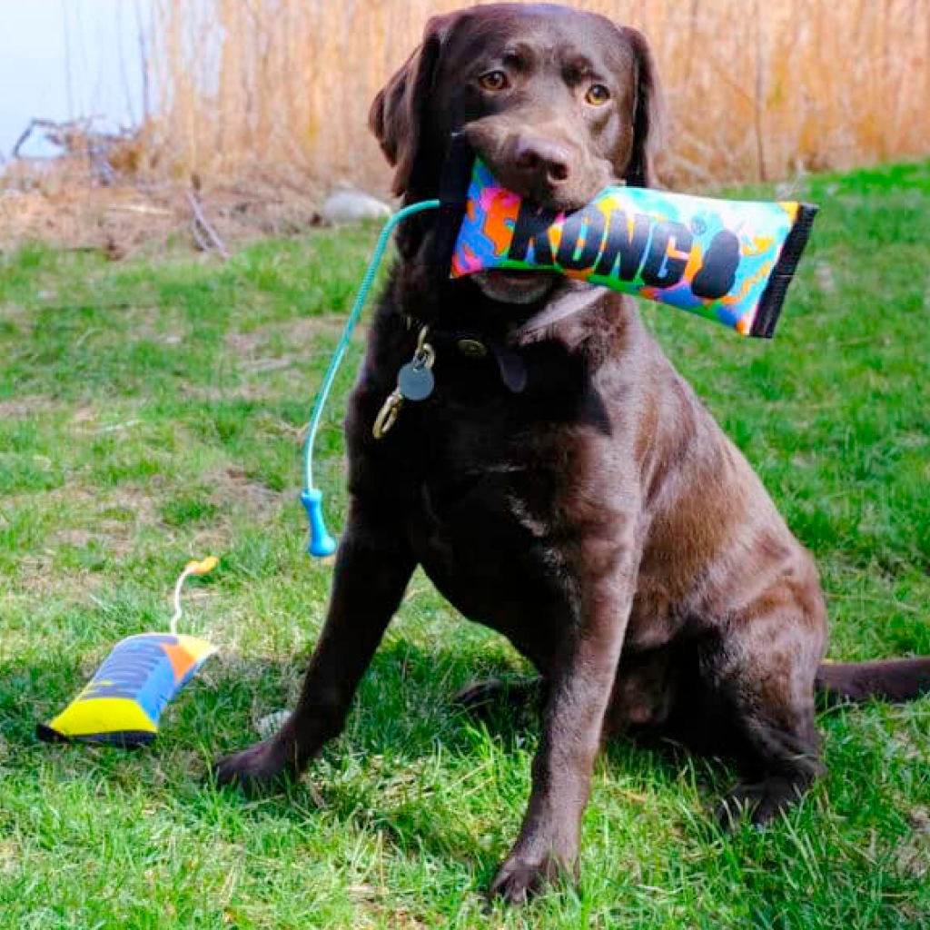 Dog retrieving the KONG Bunji High-Viz Bumper toy outdoors