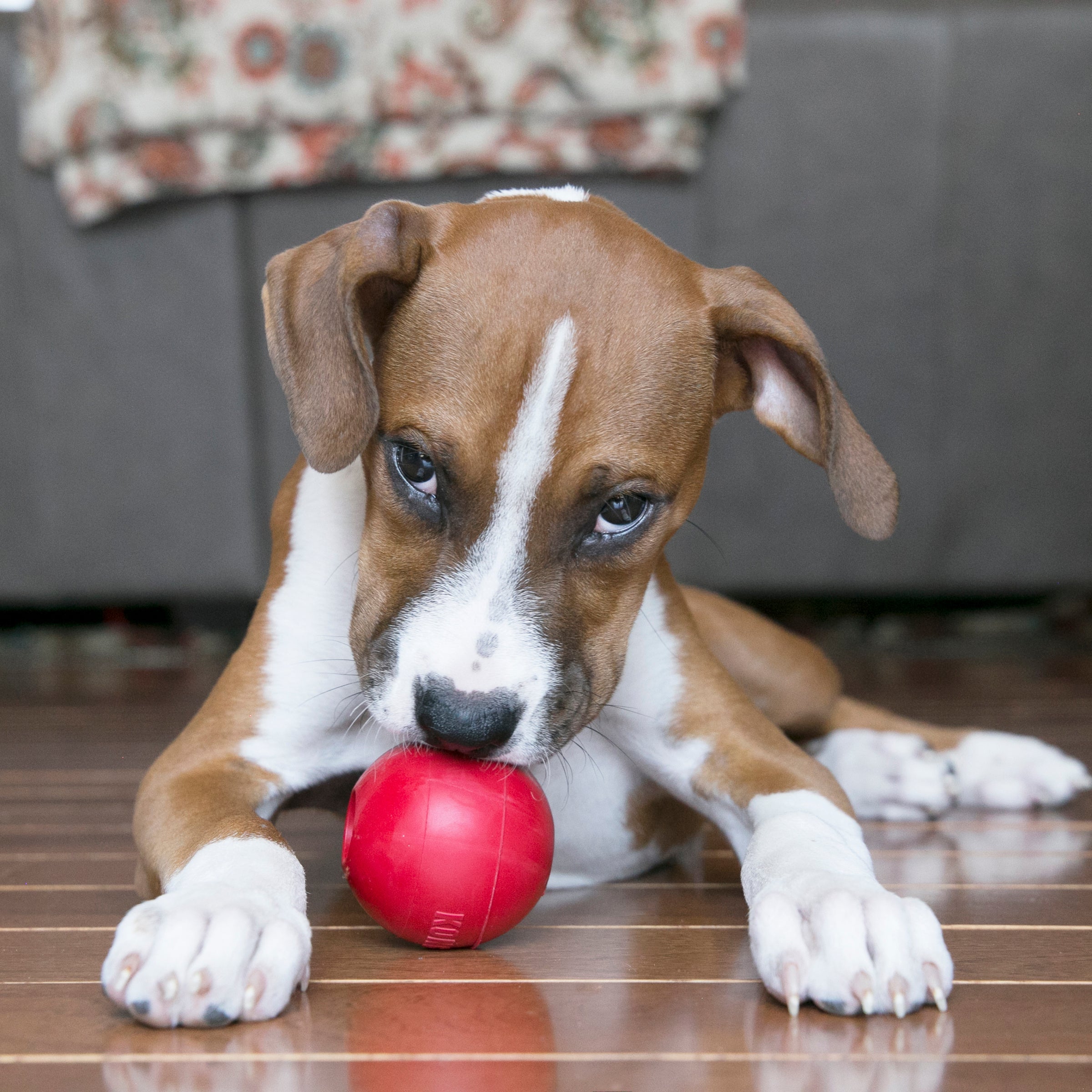 Puppy chewing a KONG Classic Ball on the living room floor