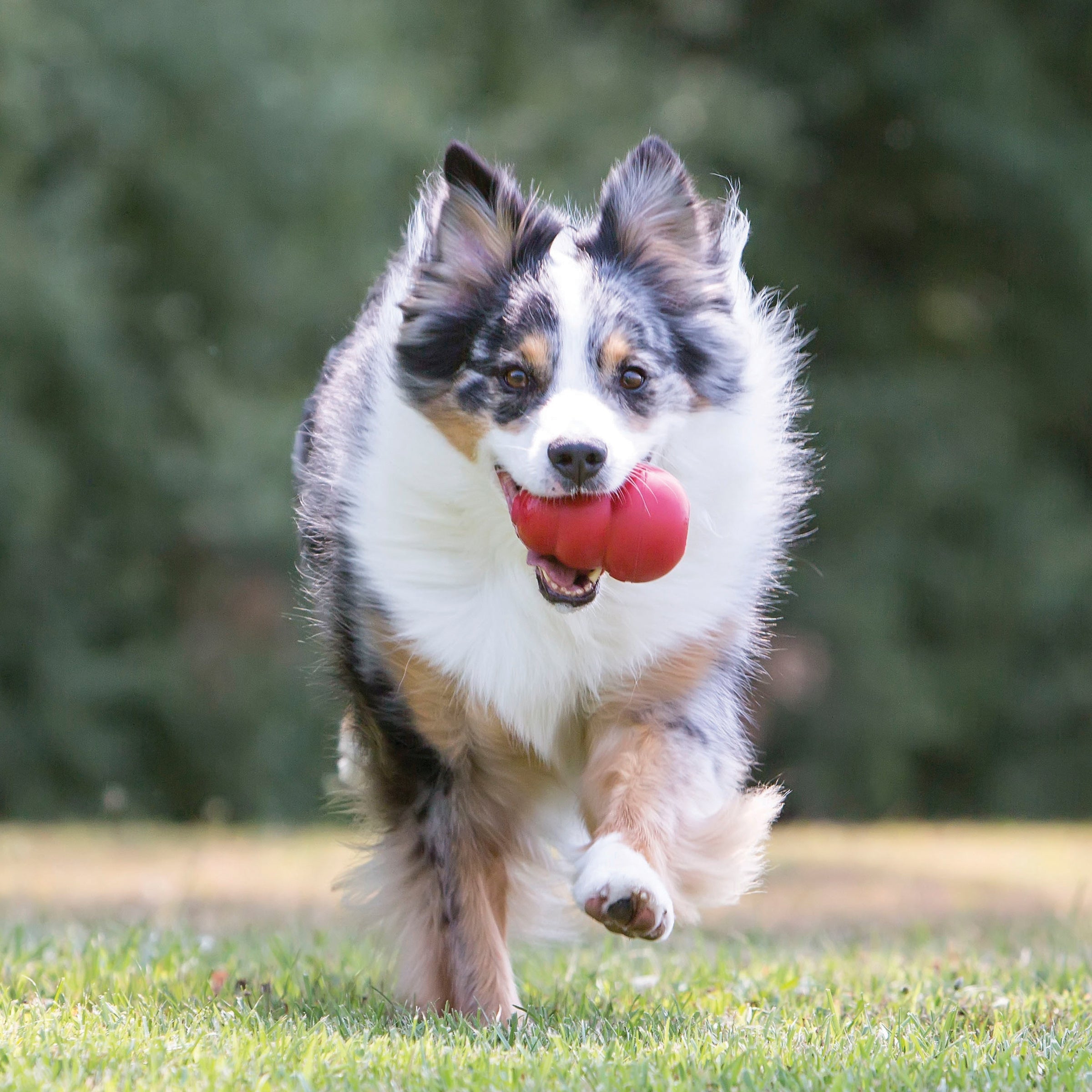 Dog running with a KONG Classic dog toy in its mouth