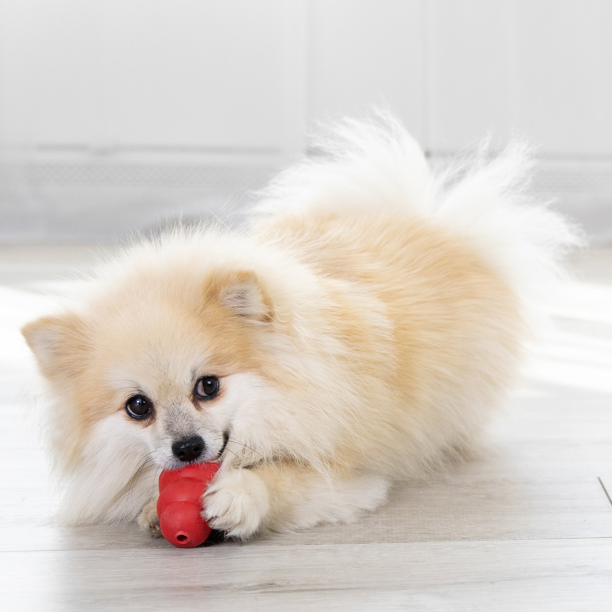 Small dog chewing a KONG Classic dog toy
