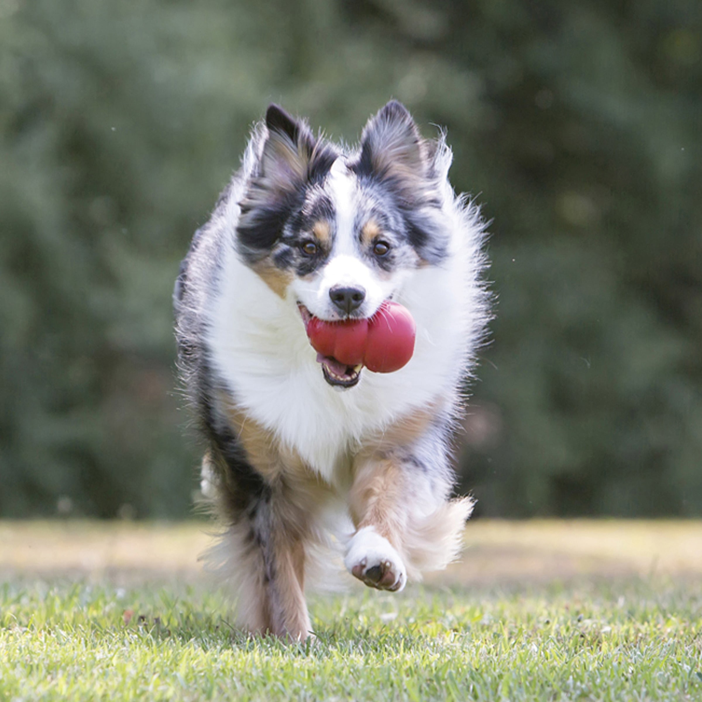 Dog fetching a KONG Classic dog toy outdoors