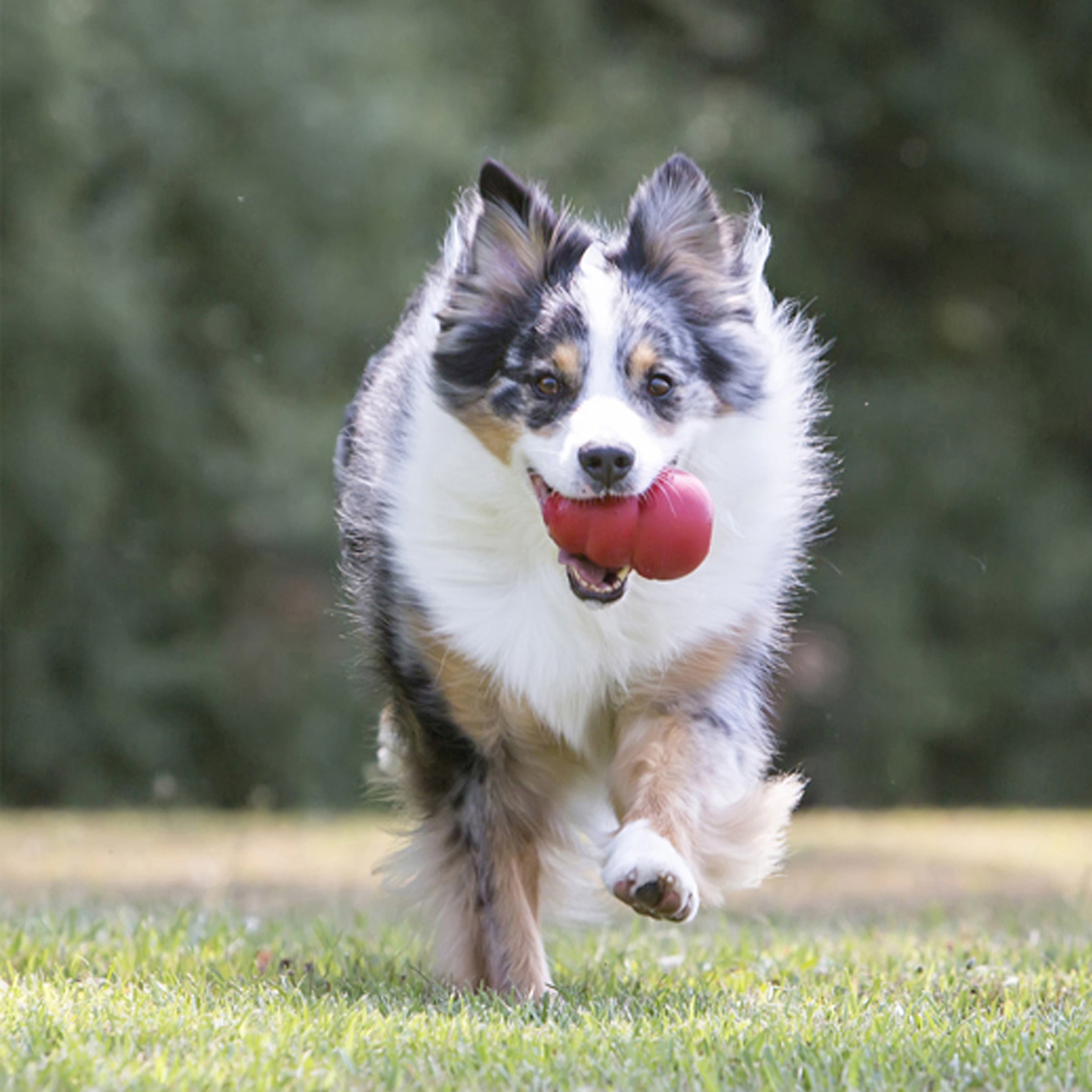 Australian Shepherd carrying a KONG Classic dog toy