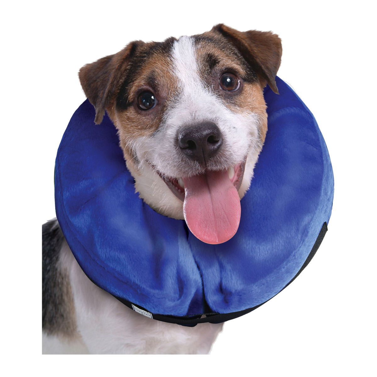 Jack Russell terrier wearing the KONG Cloud Collar Medium