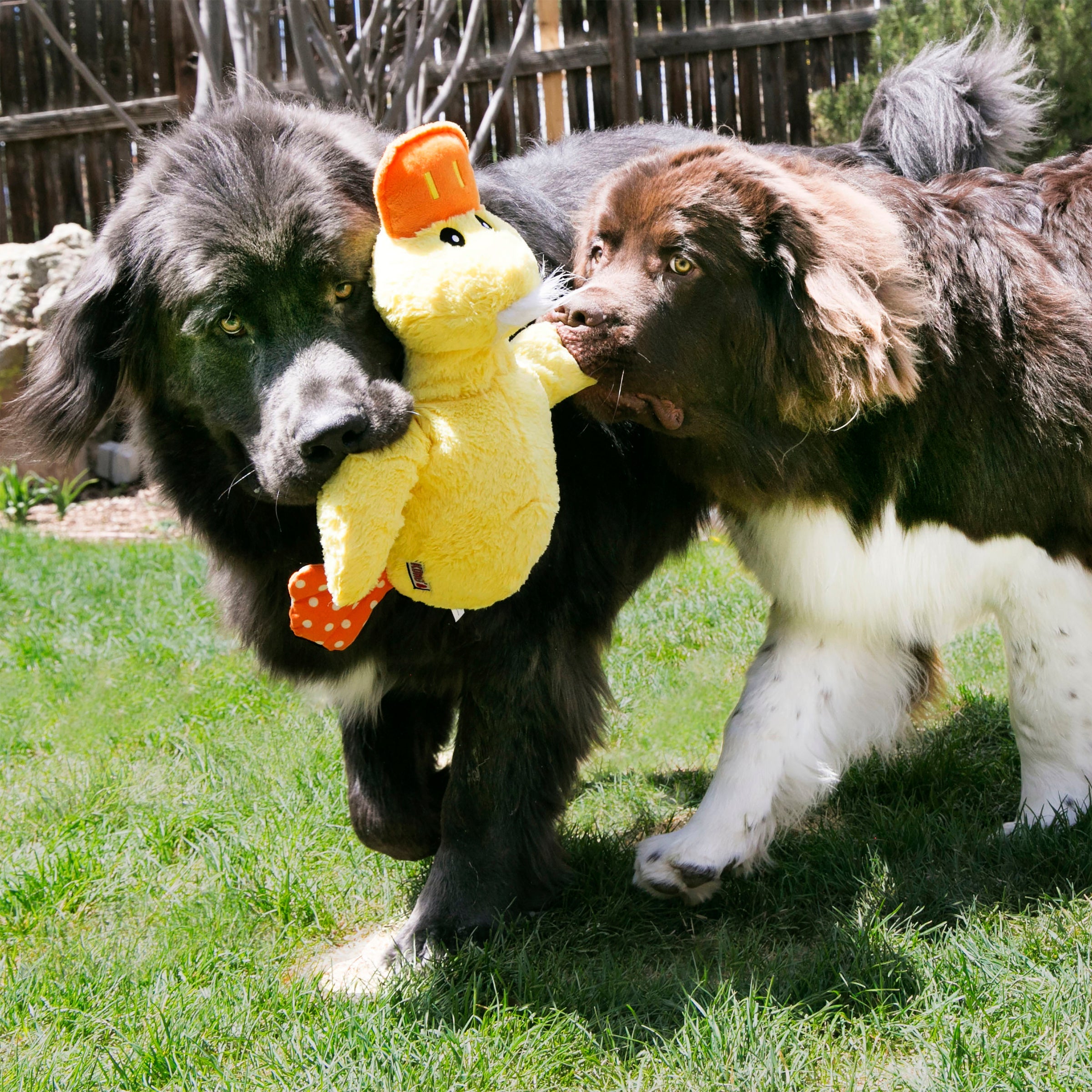 Two Newfoundland dogs playing tug with the KONG Comfort Jumbo Duck Dog Toy