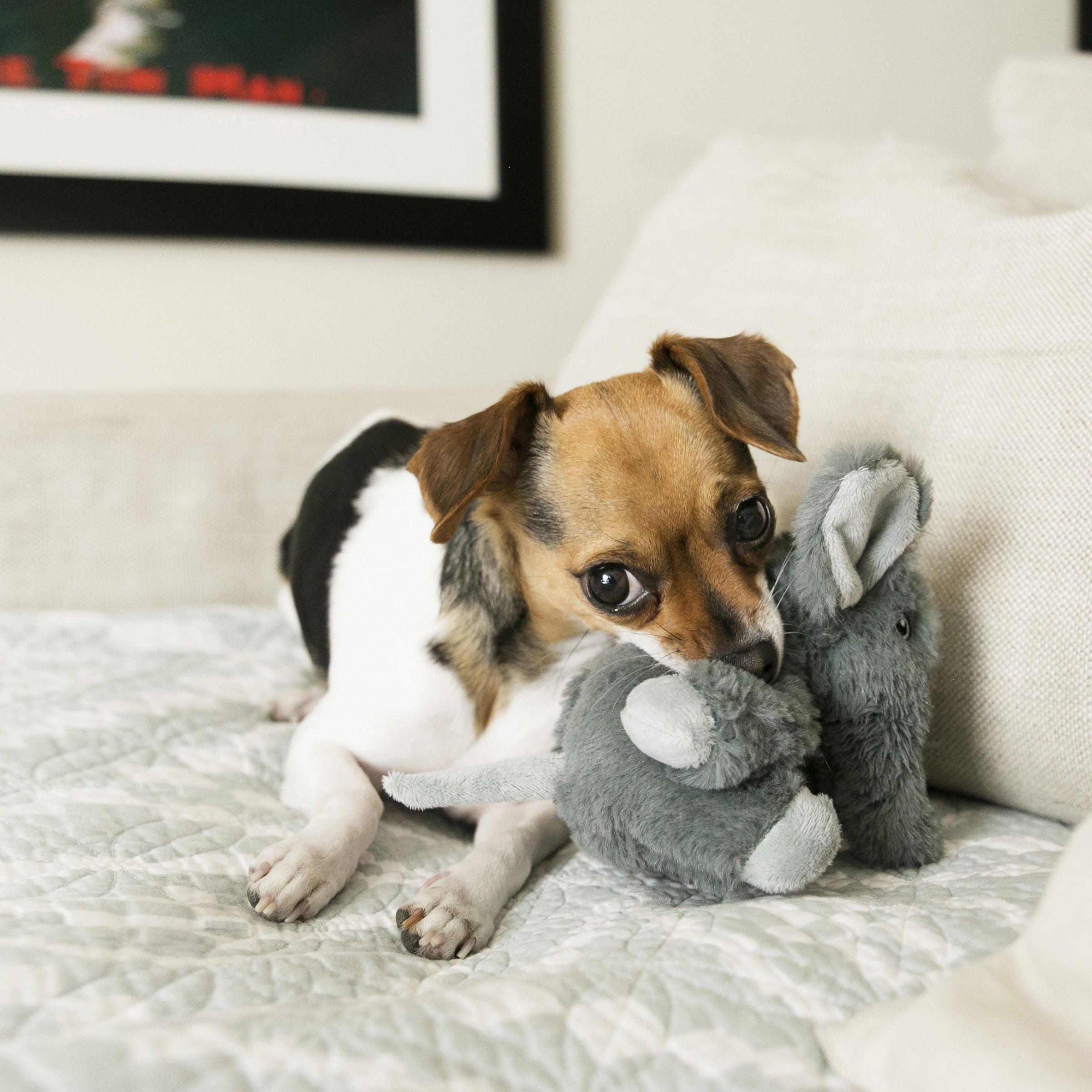 Small dog cuddling the KONG Comfort Kiddos Elephant plush dog toy on a bed