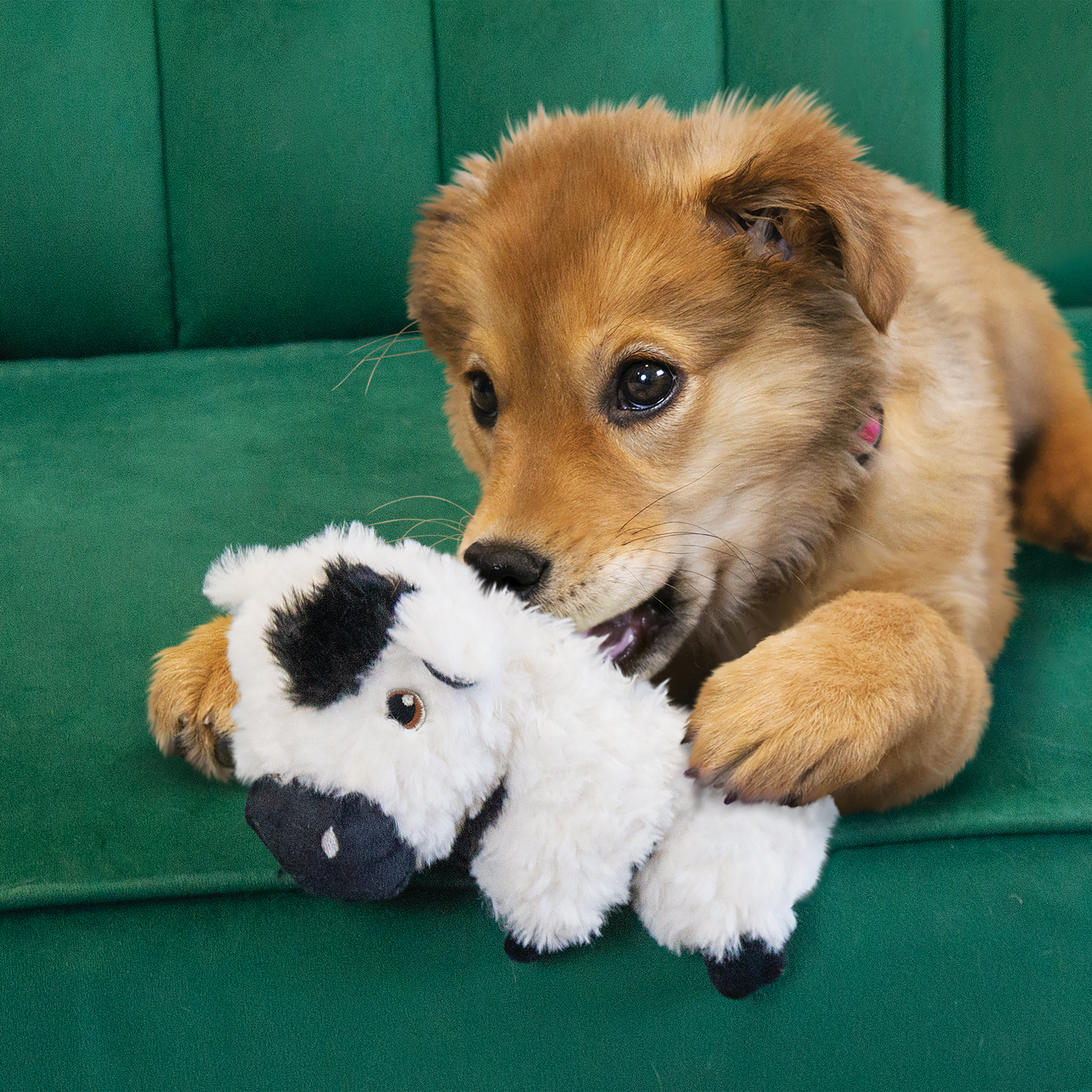 Puppy playing with KONG Comfort Tykes Cow plush dog toy on a green couch