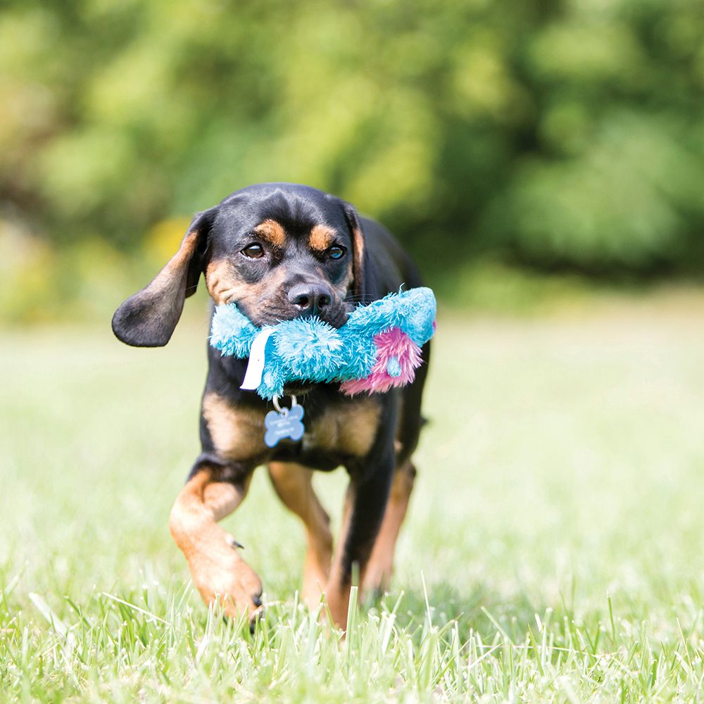 Dog playing fetch with KONG Cozie plush toy