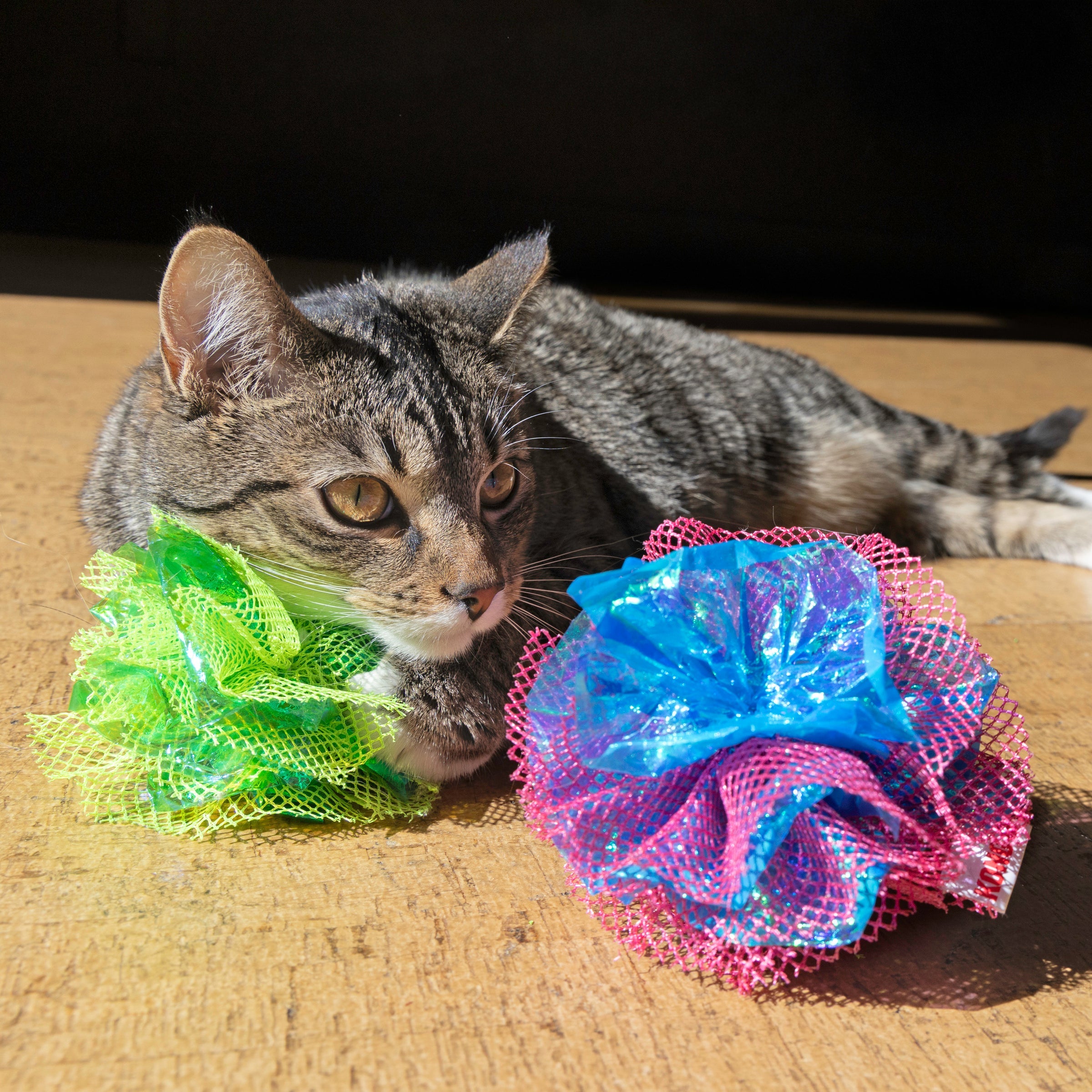Cat resting beside KONG Crackles Fluff Balls