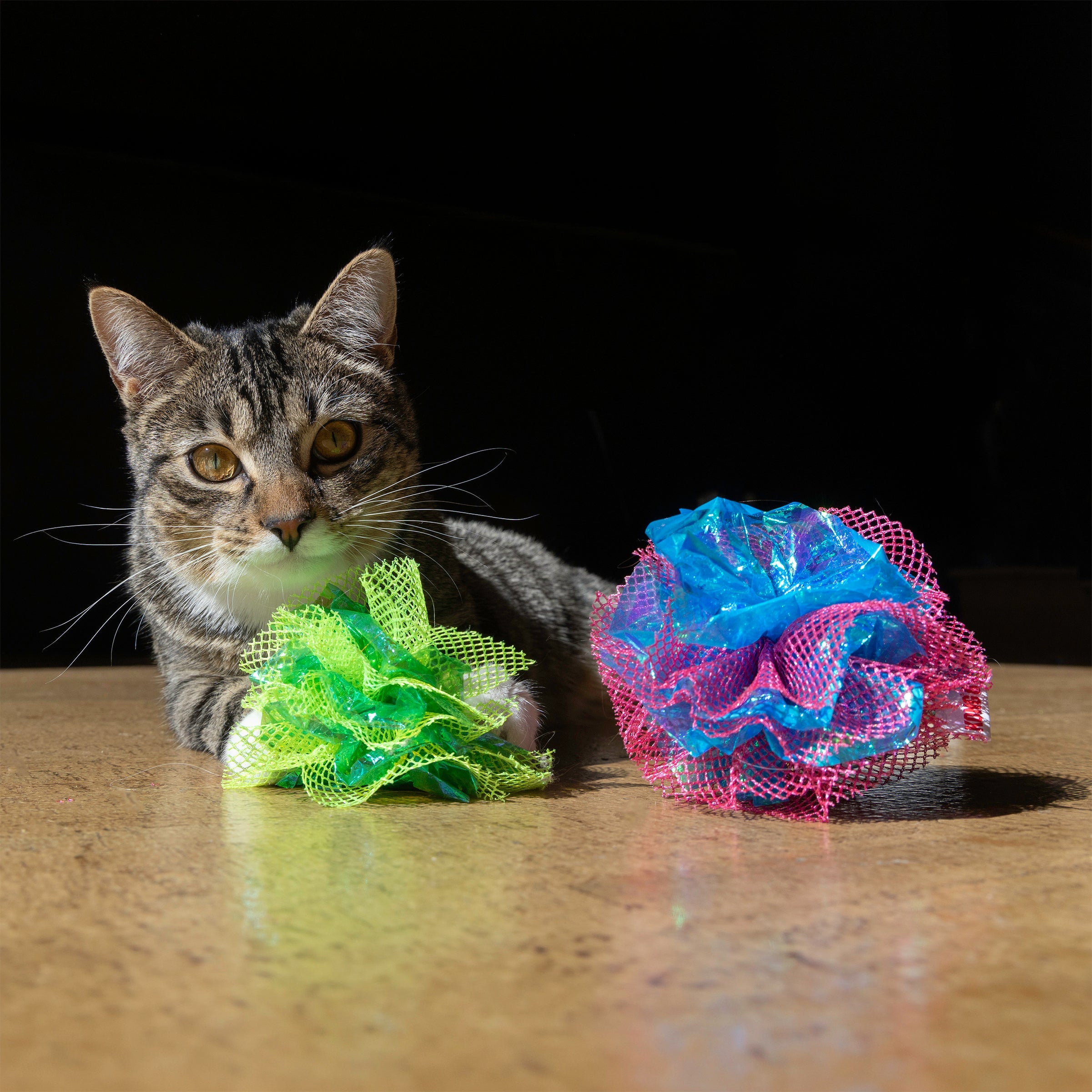 Cat with two KONG Crackles Fluff Balls in green and pink