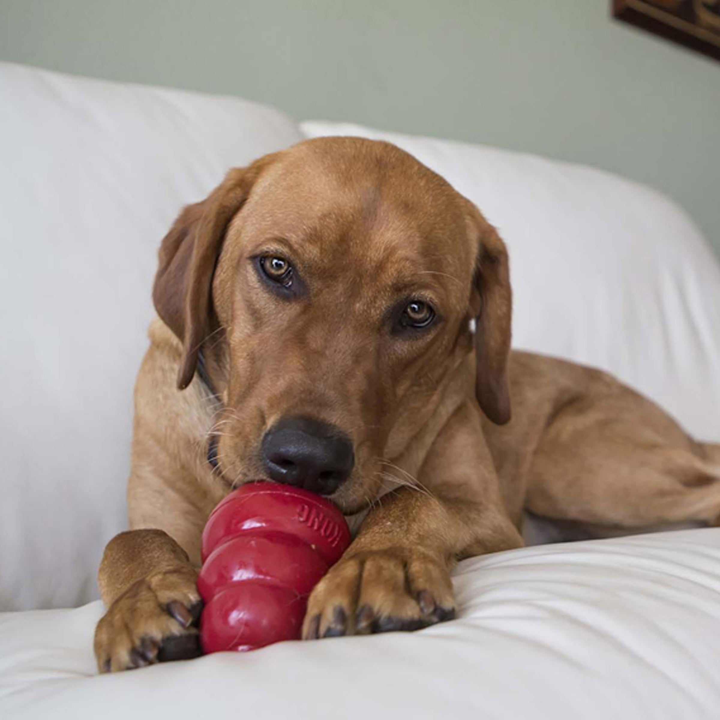 Dog chewing a red KONG toy filled with KONG Easy Treat