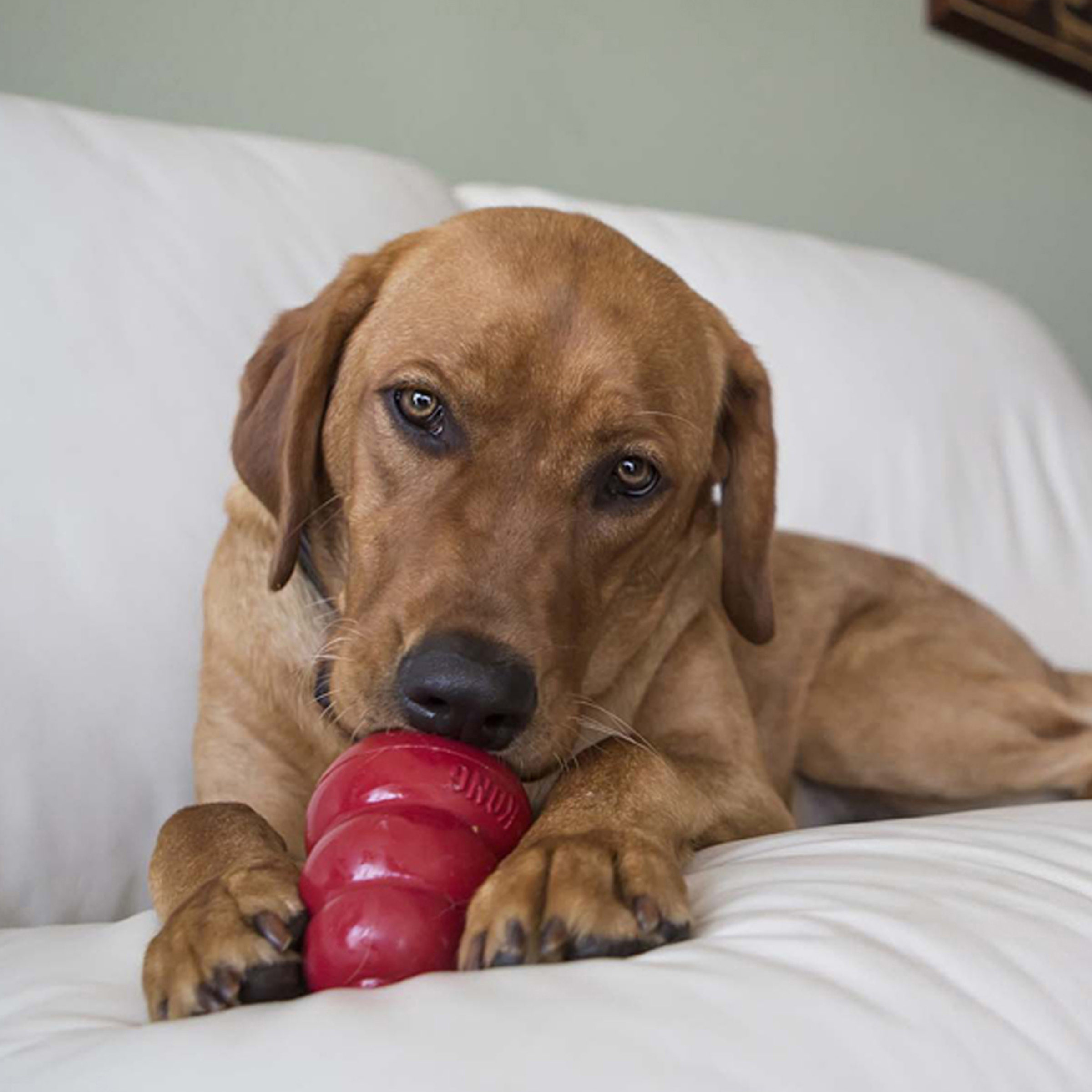 Dog chewing a red KONG toy stuffed with KONG Easy Treat
