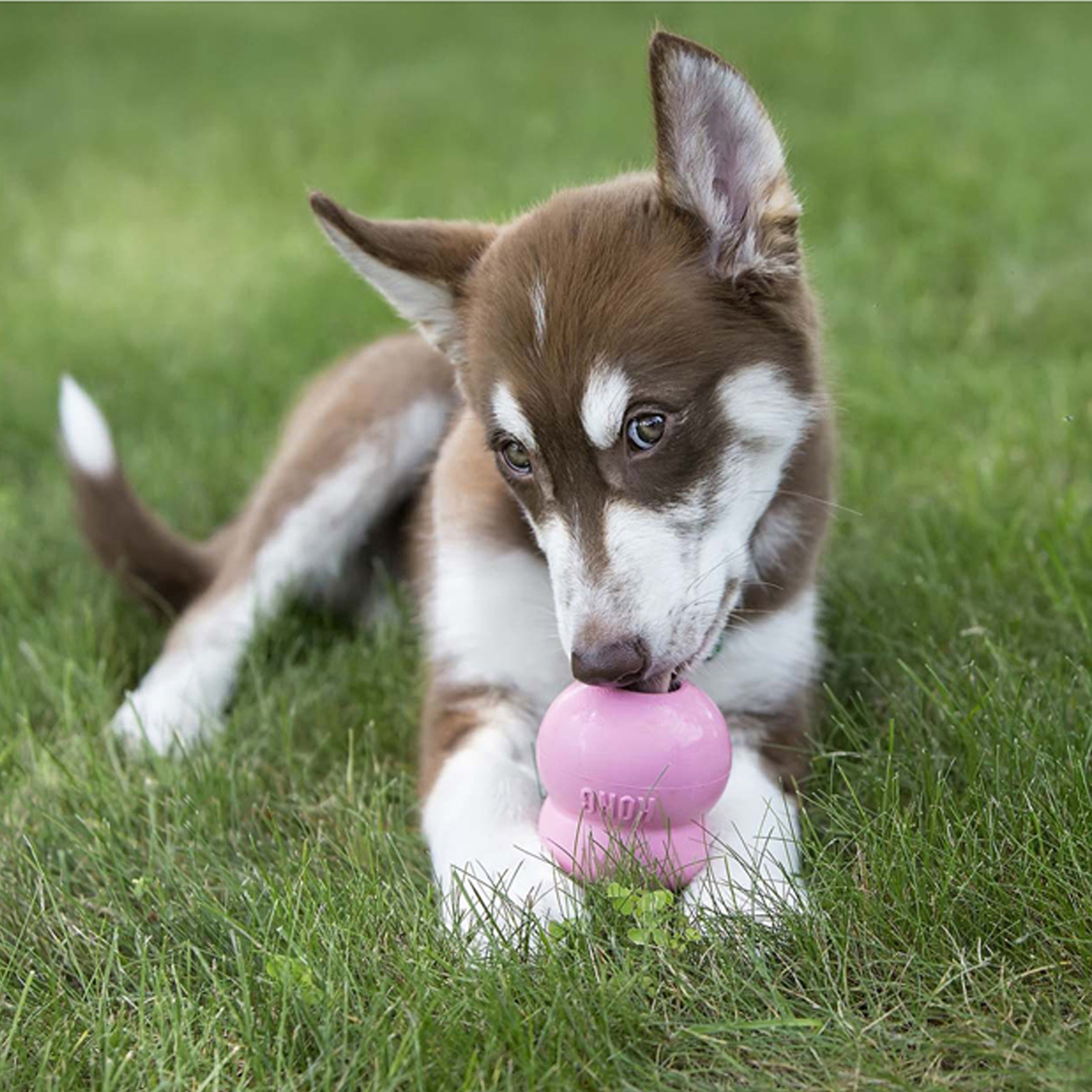 Puppy enjoying a KONG Puppy toy stuffed with Easy Treat