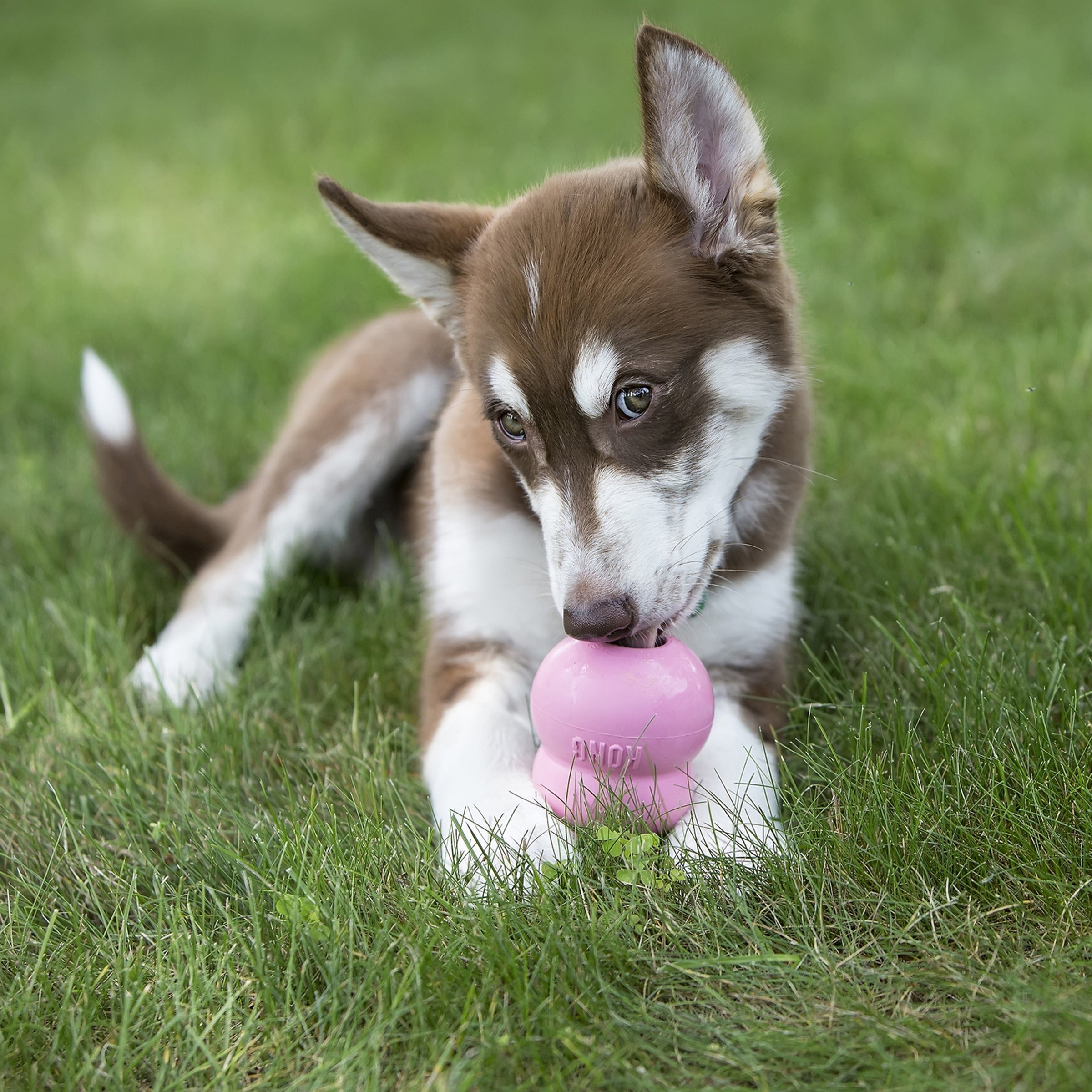 Puppy chewing a stuffed KONG Puppy toy in the grass