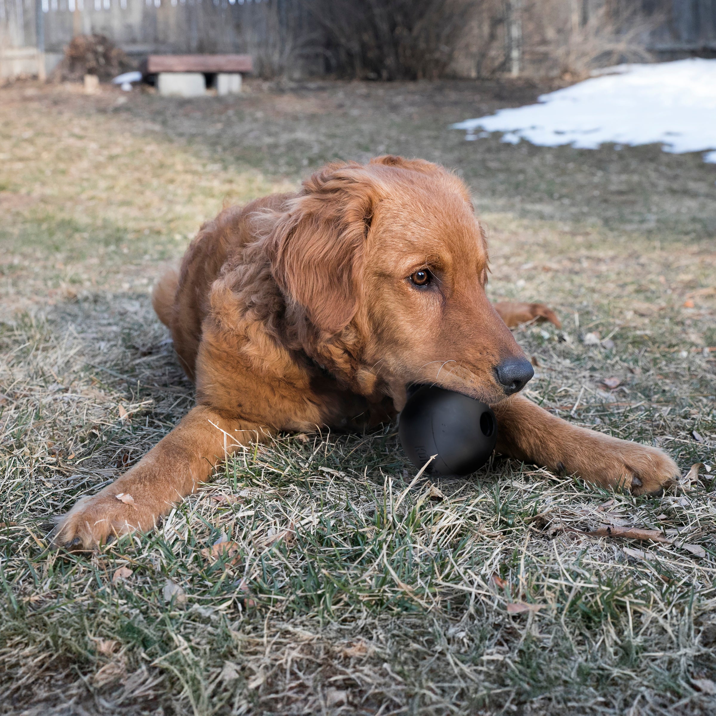 Golden retriever chewing a KONG Extreme Ball in the yard