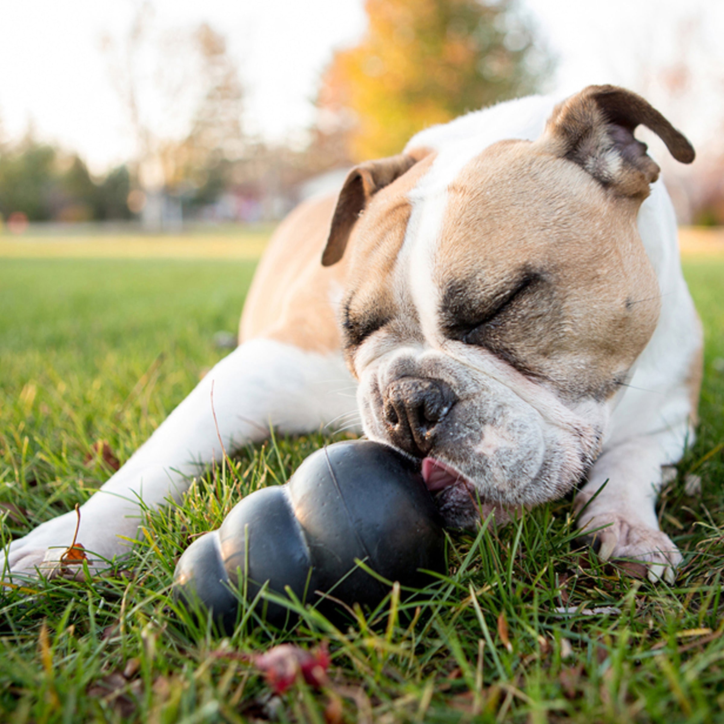 Bulldog chewing a KONG Extreme dog toy in the grass