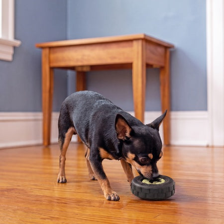 Small dog eating treats from a KONG tire toy indoors