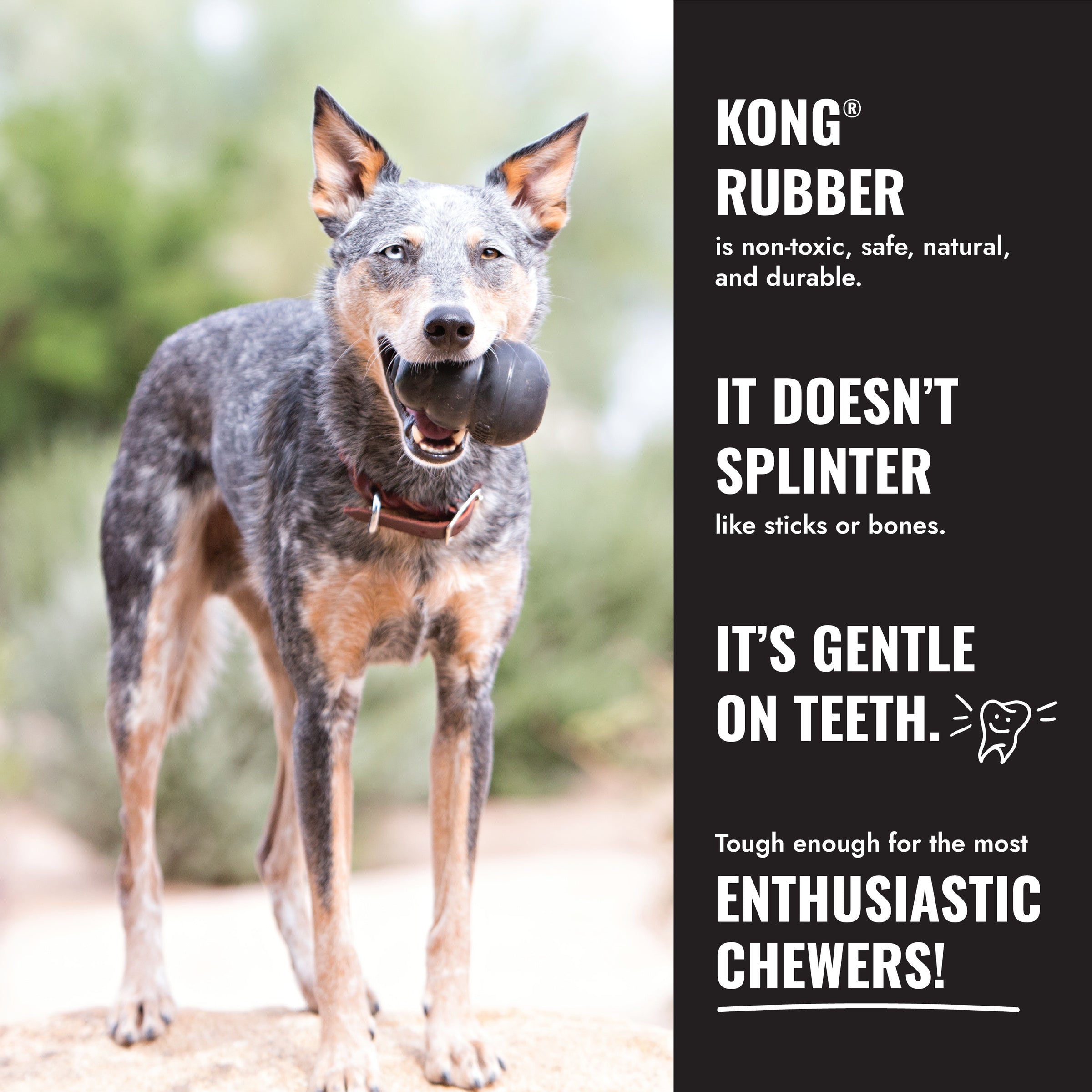 Dog holding KONG rubber toy, non-toxic and gentle on teeth