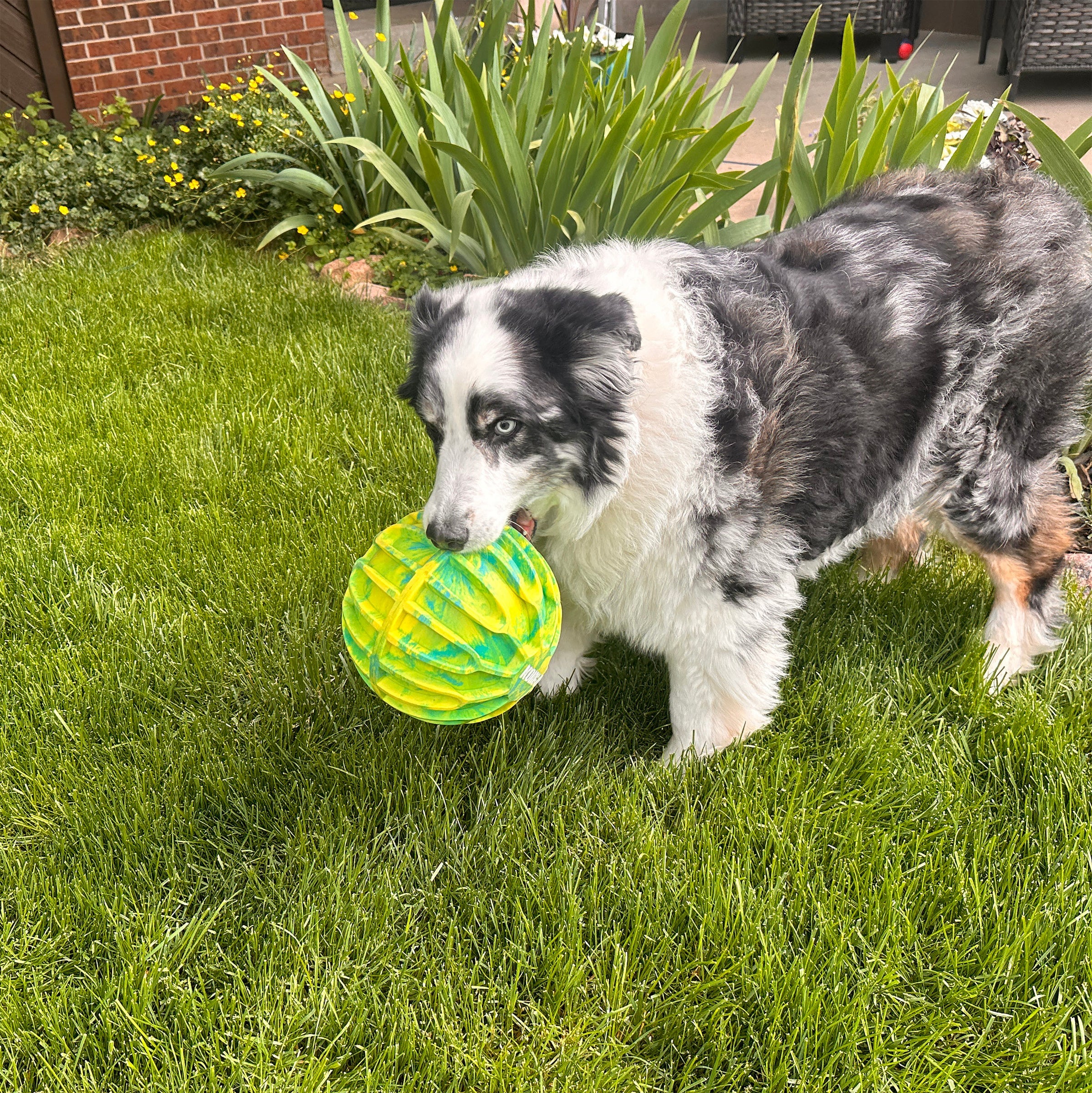 Australian Shepherd carrying KONG Flexball Sport Ball in the yard