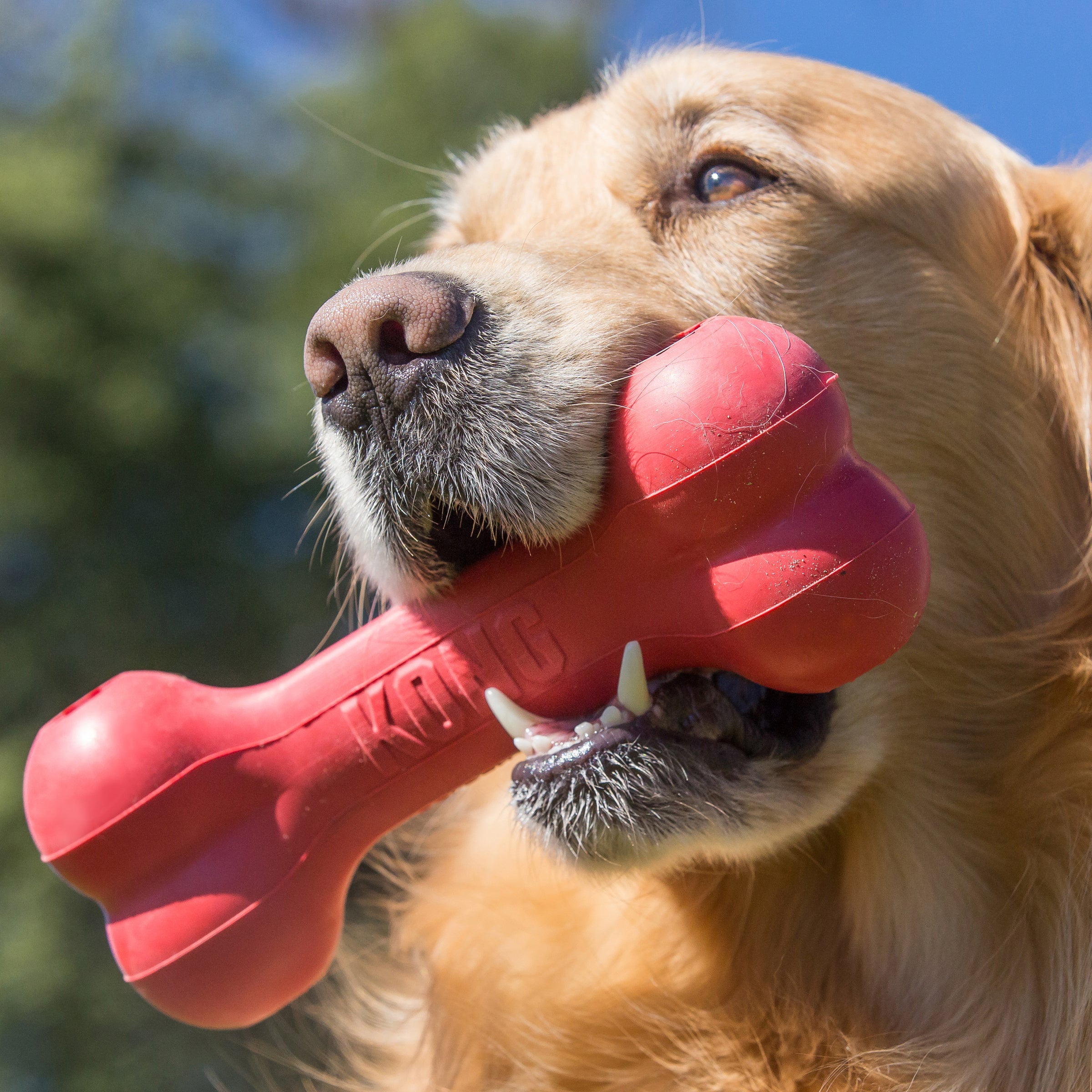 Dog carrying the KONG Goodie Bone during outdoor play