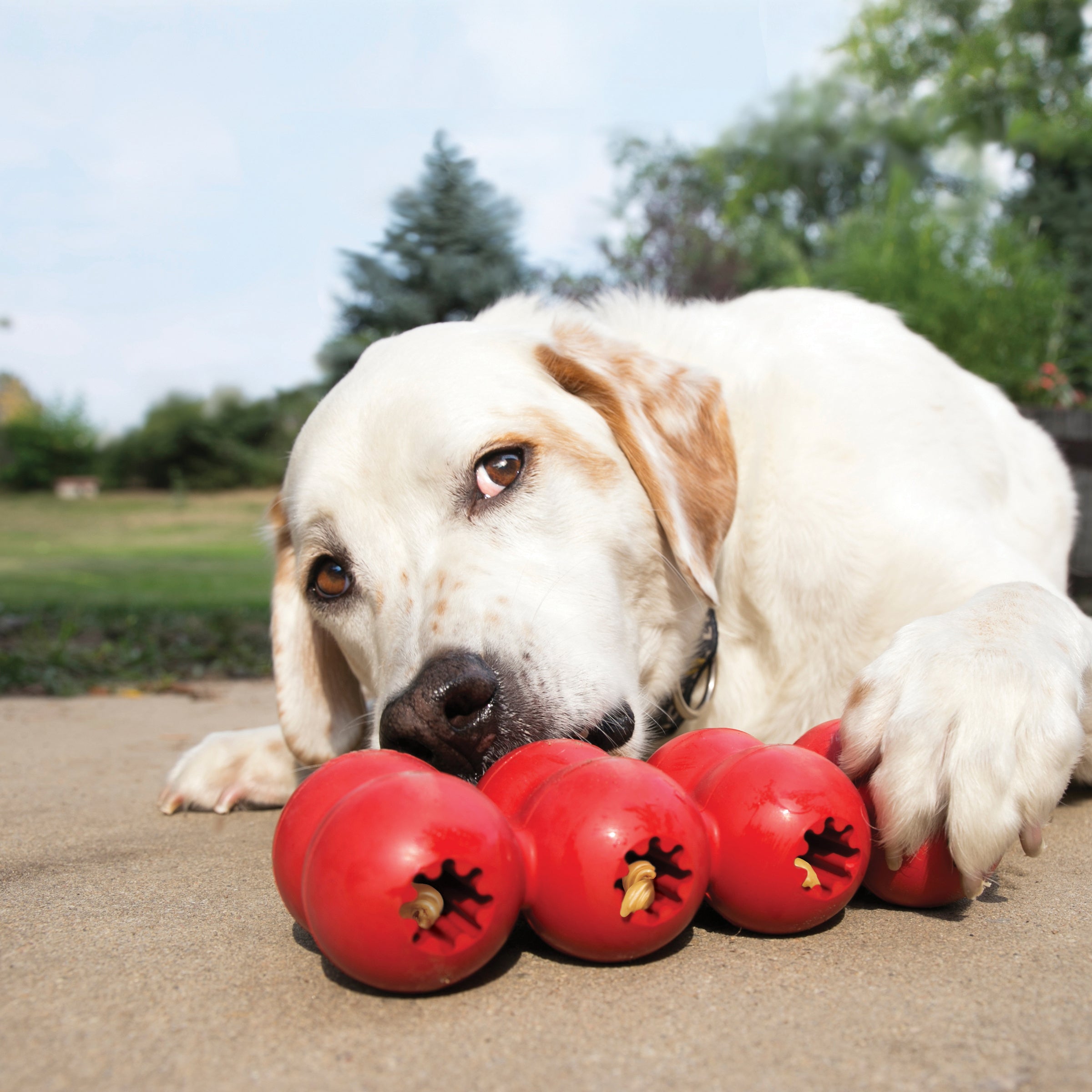 Dog working treats out of a KONG Goodie Ribbon outdoors