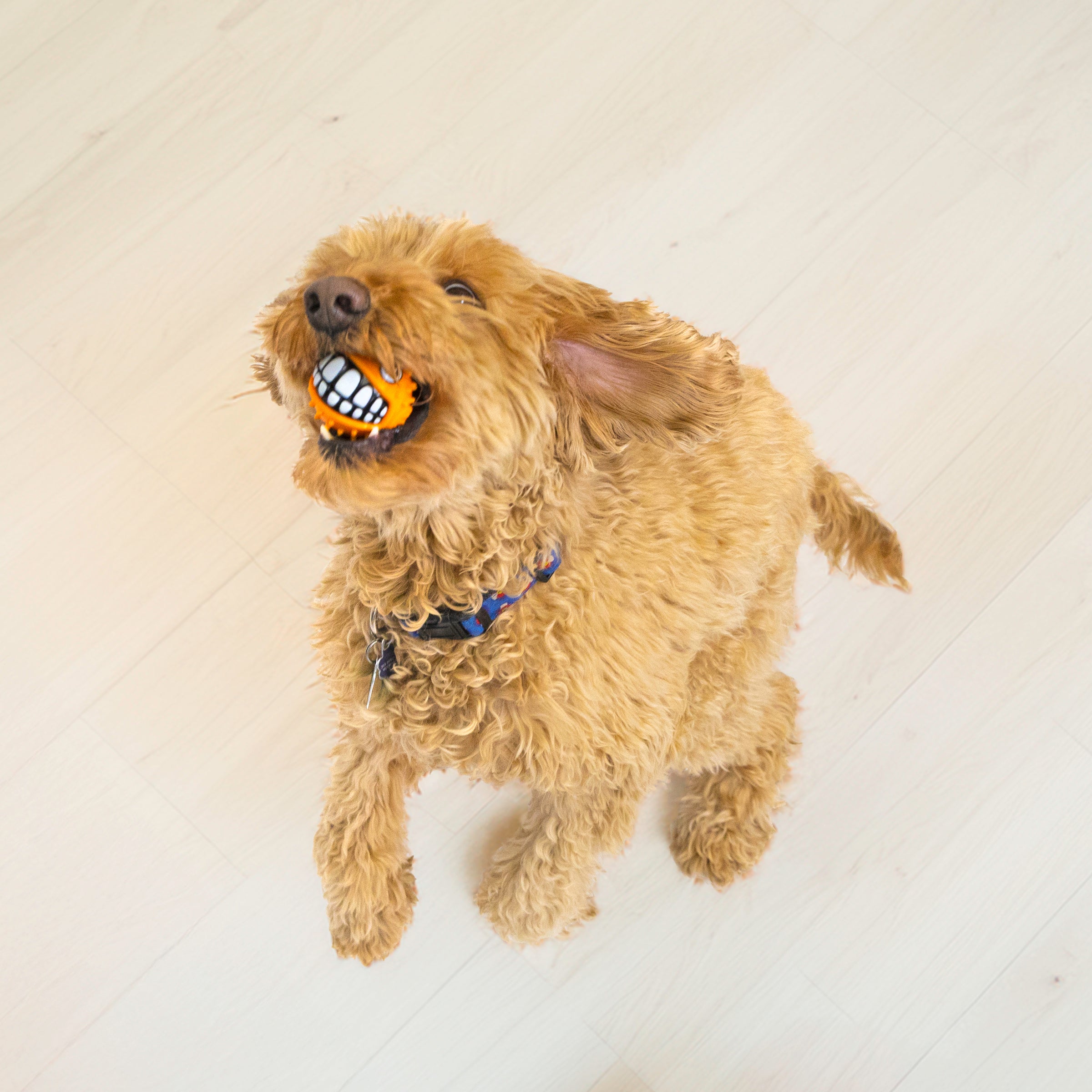 Dog holding the KONG Grinz Puffer Fish squeaky ball during indoor fetch