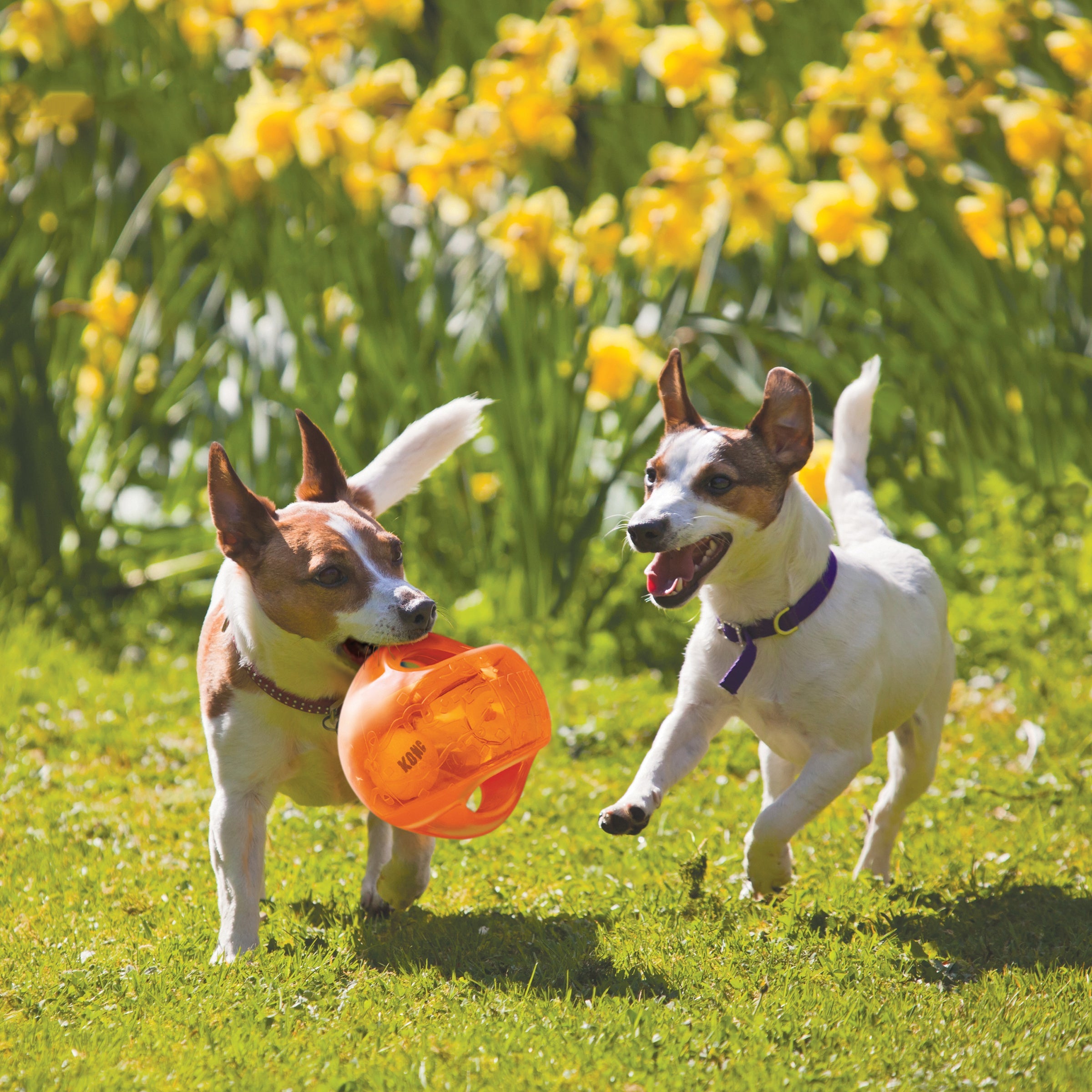 Two dogs playing fetch outdoors with an orange KONG Jumbler Ball