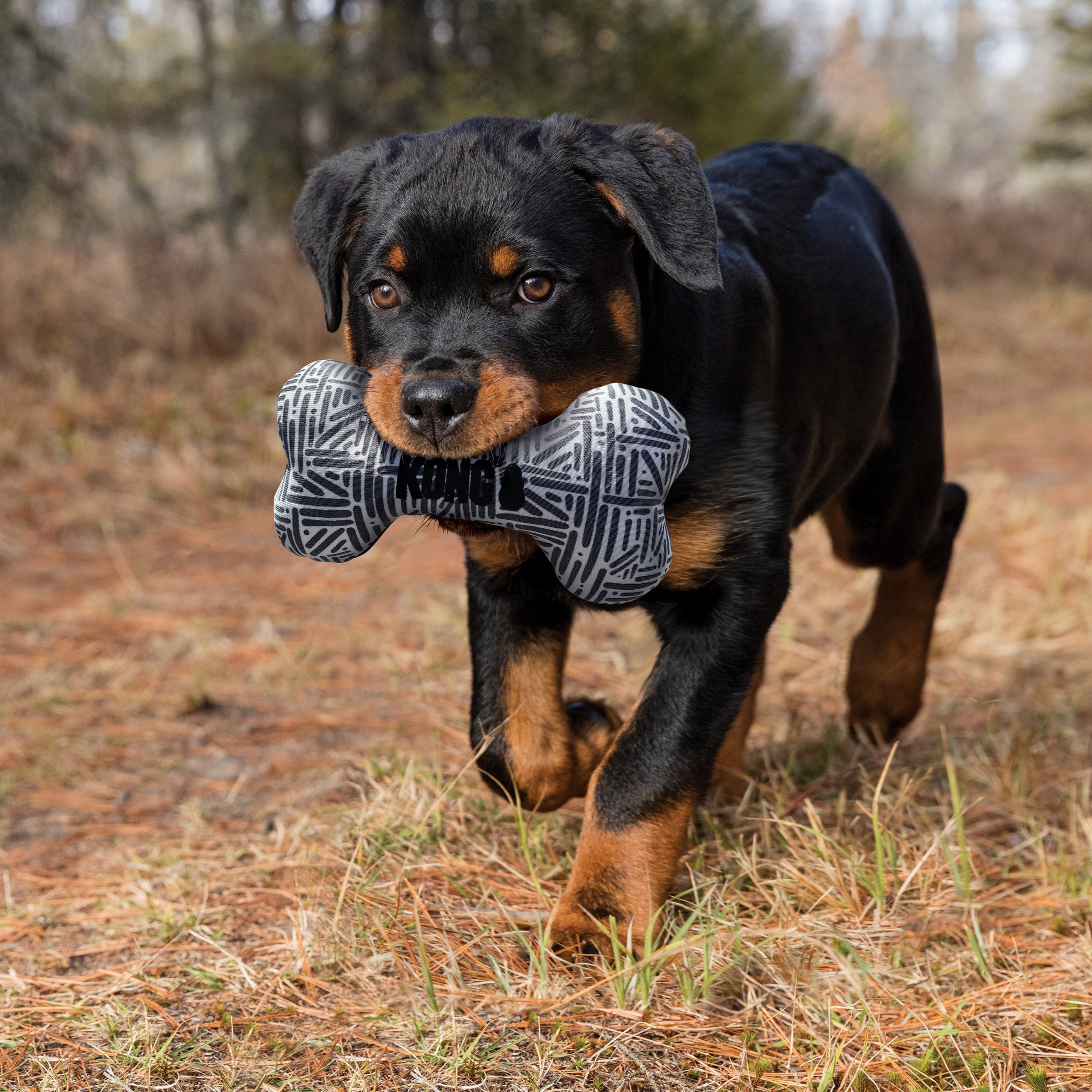Dog carrying KONG Maxx Bone plush dog toy outdoors