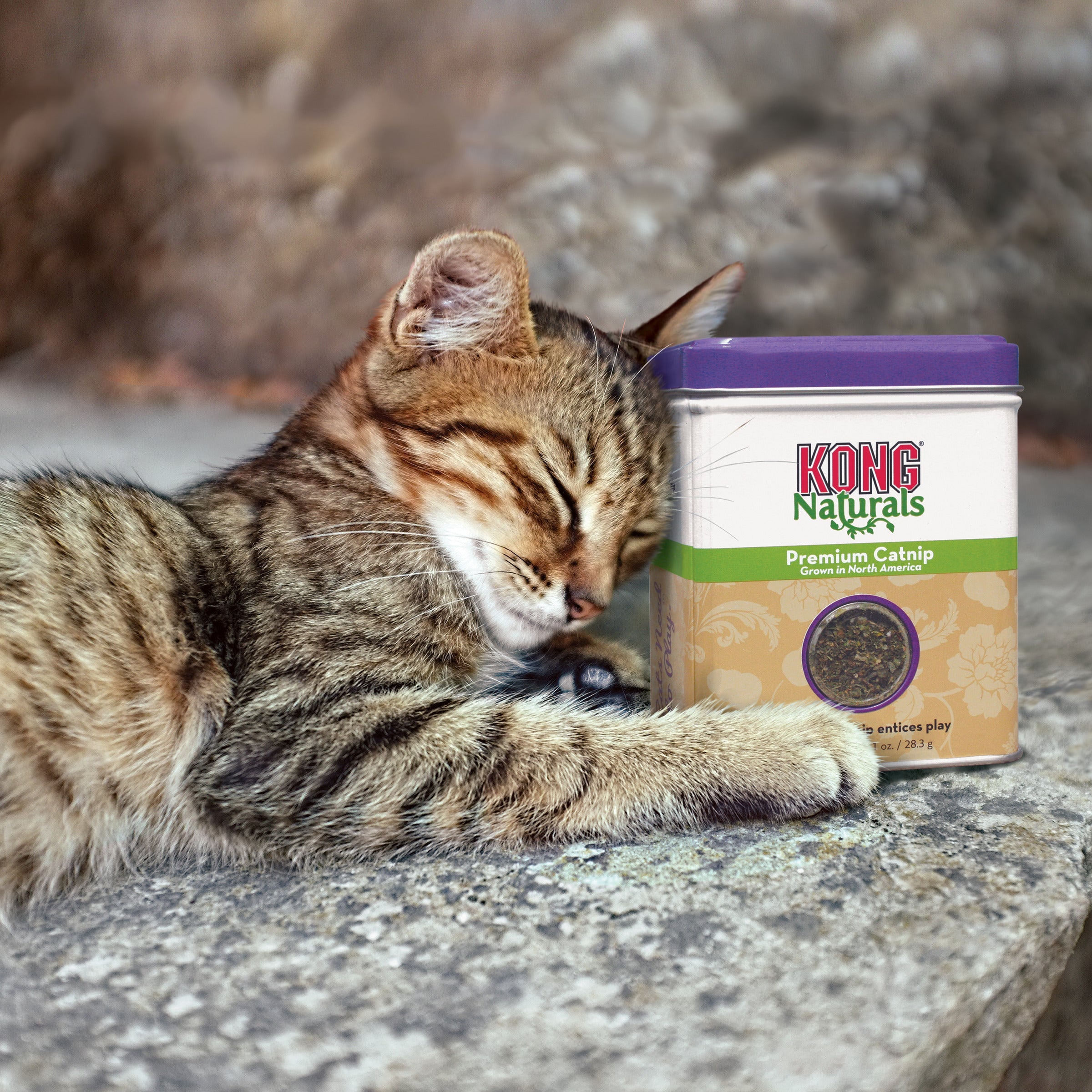 Cat resting beside a tin of KONG Naturals Premium Catnip
