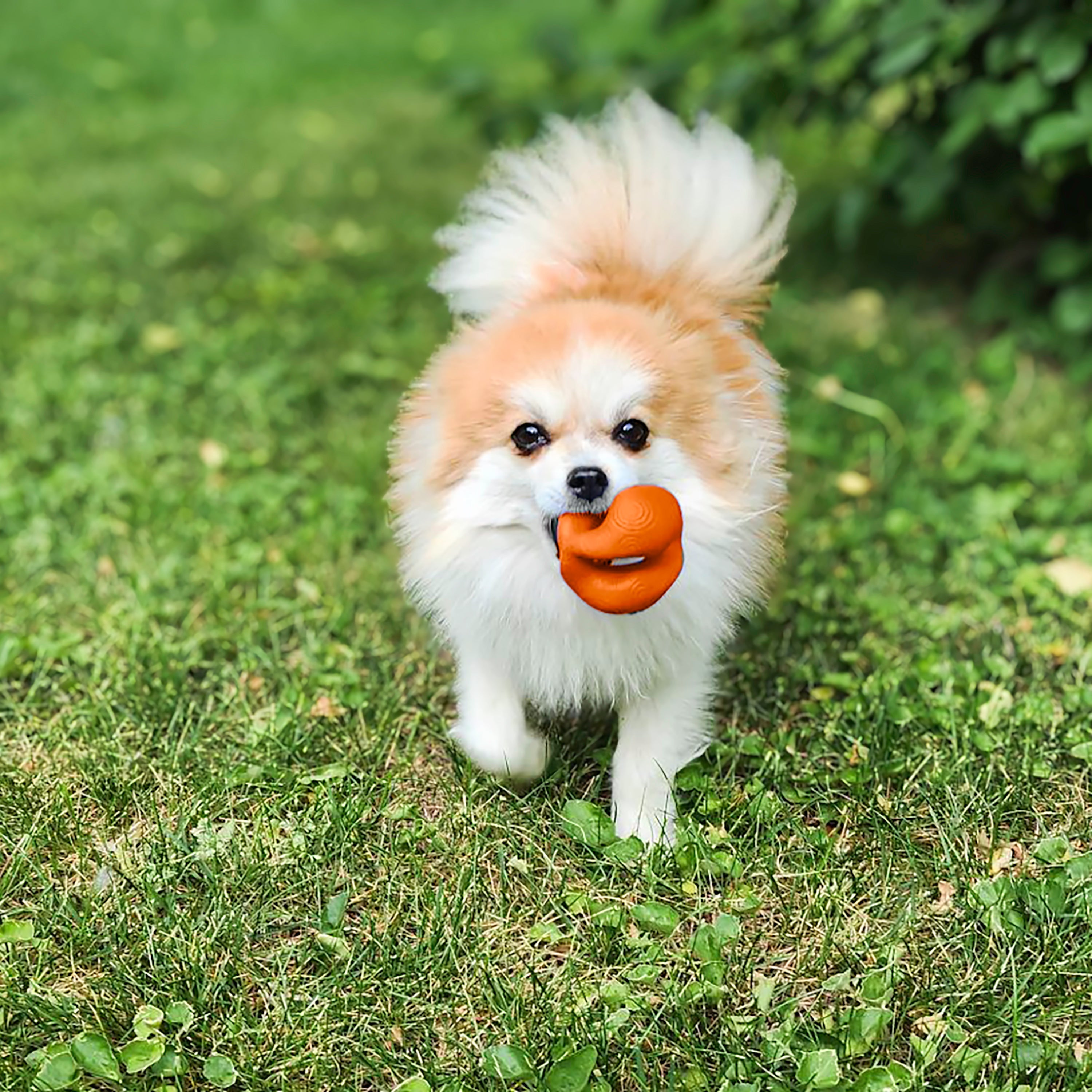 Dog carrying KONG Ogee Orb during a game of fetch on grass