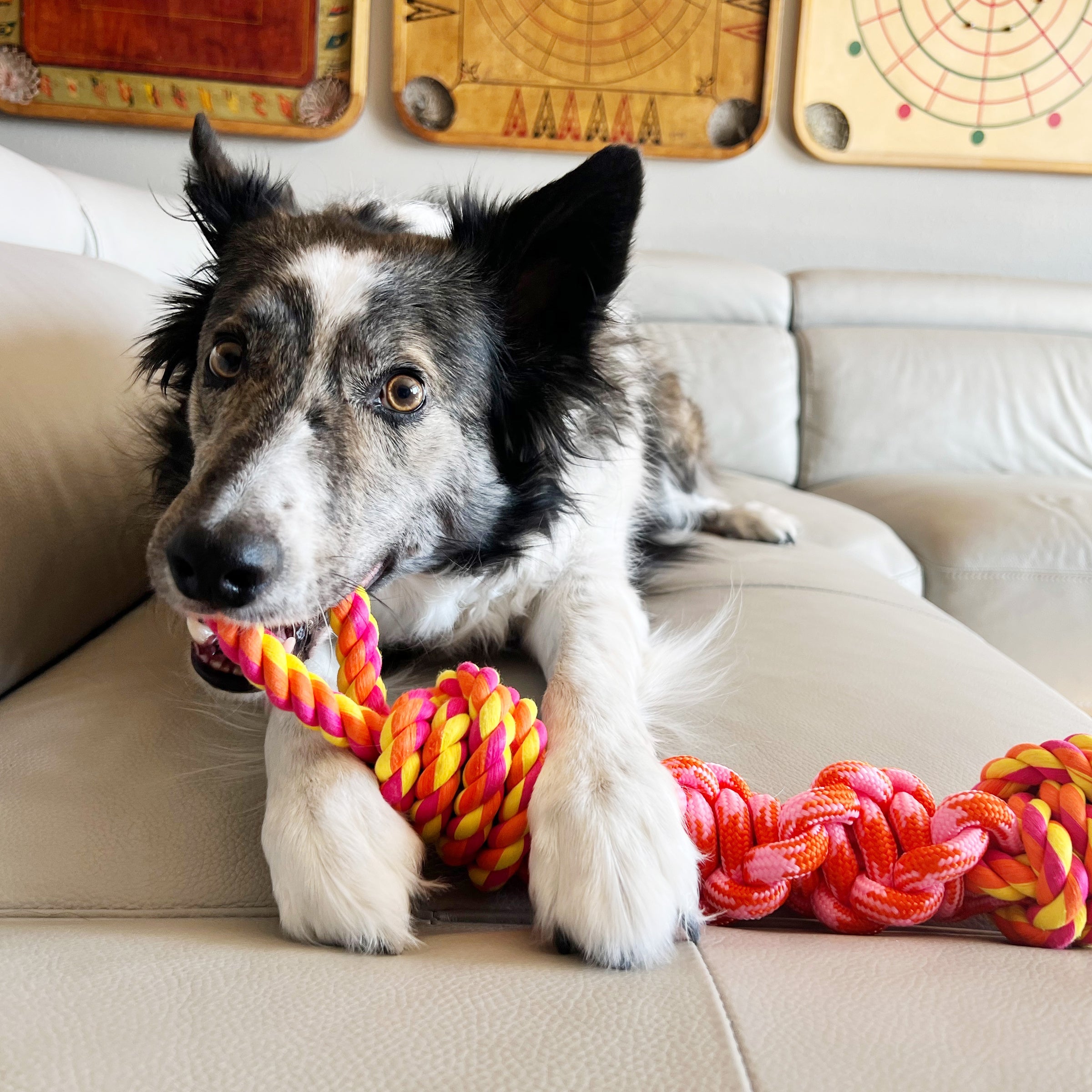 Dog chewing a KONG Rope Bunji rope toy on the couch