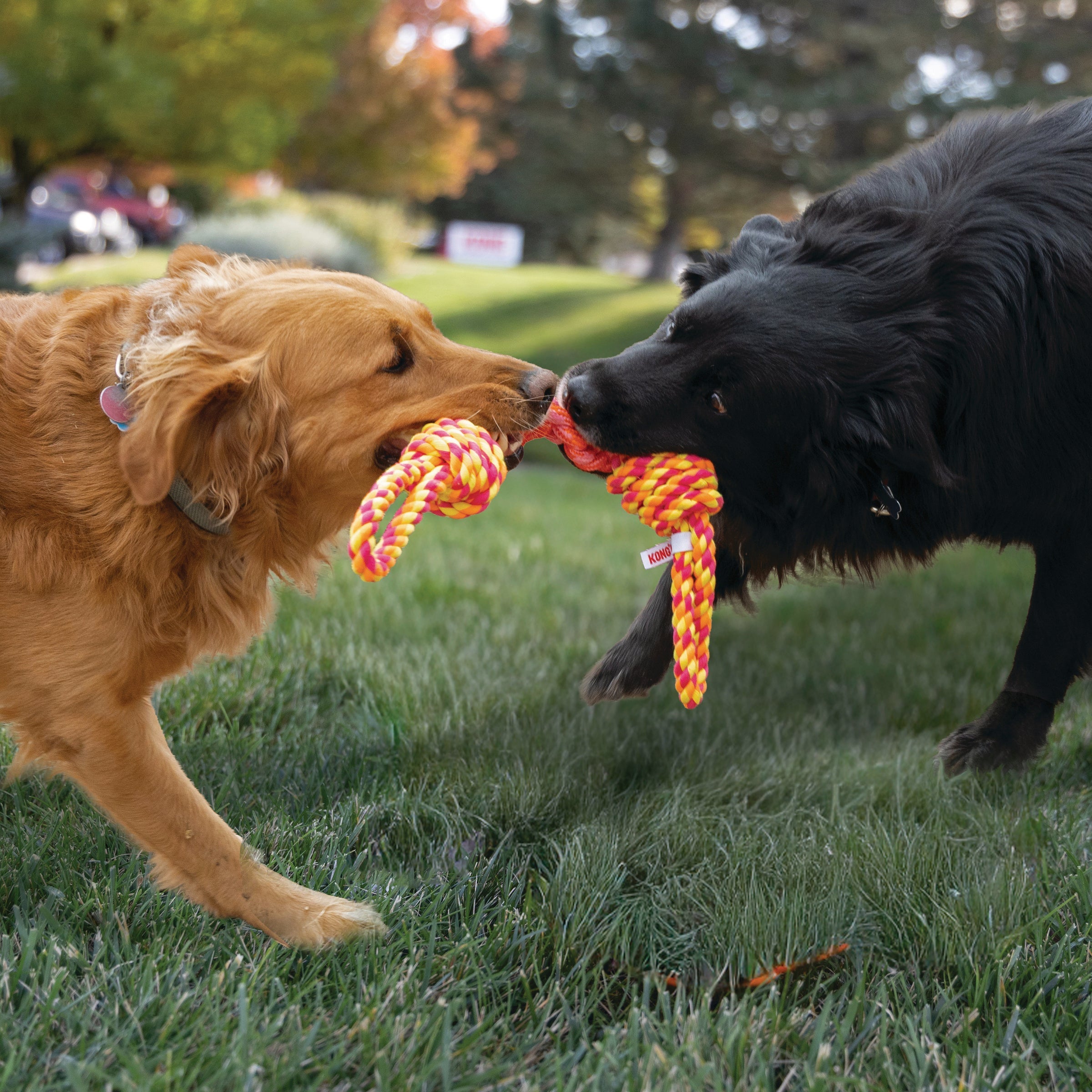 Two dogs playing tug-of-war with a KONG Rope Bunji rope toy outdoors