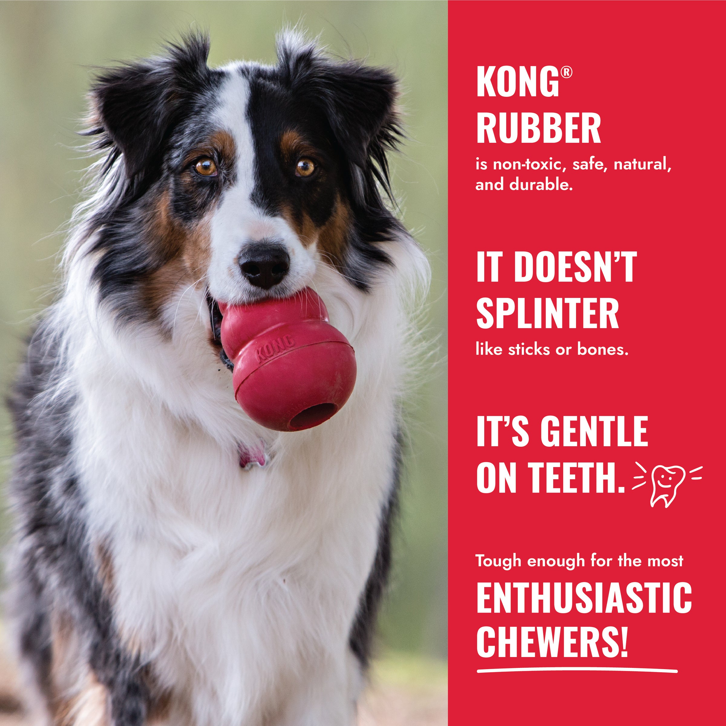 KONG rubber is non-toxic durable and gentle on teeth