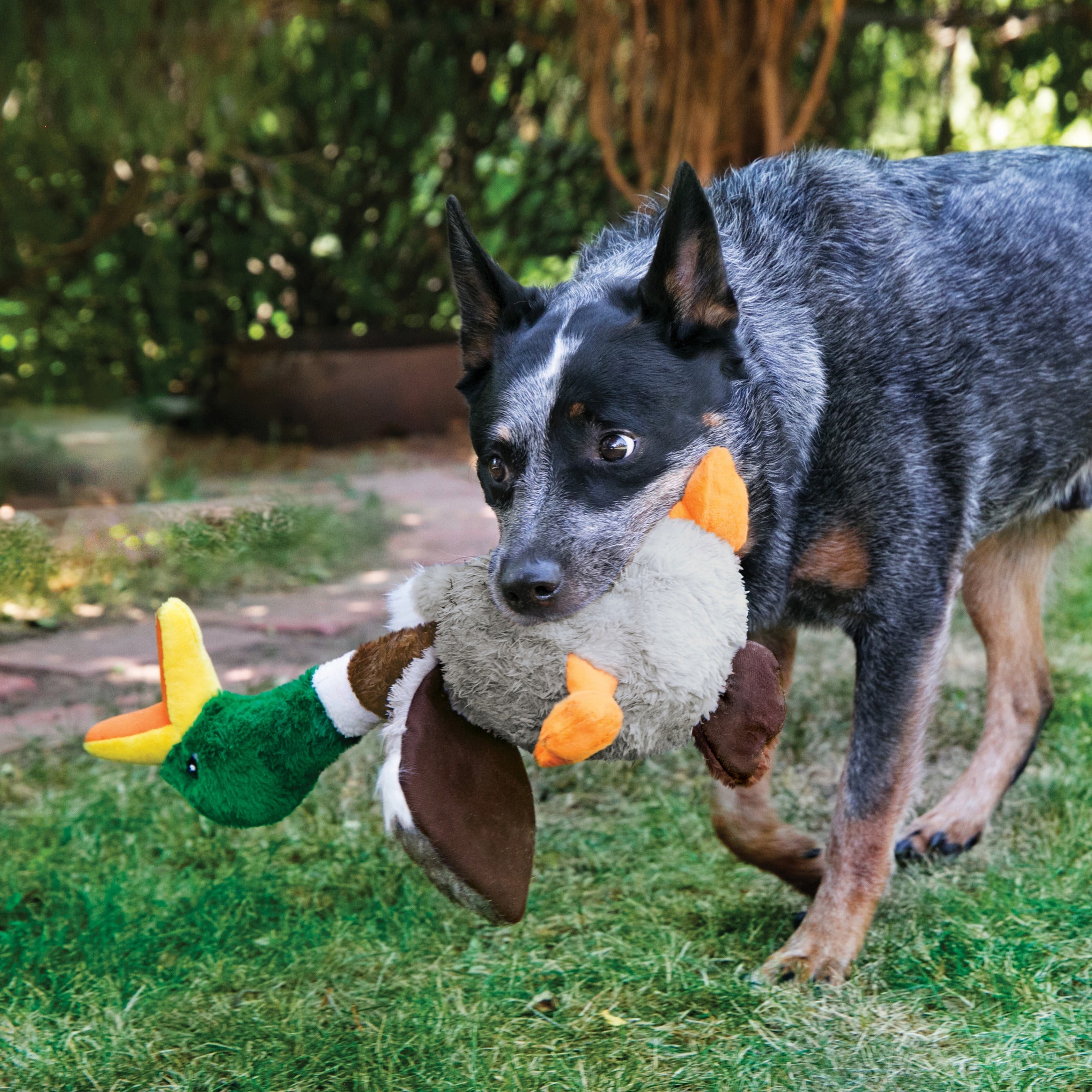 Dog playing fetch with KONG Shakers Honkers Duck Dog Toy