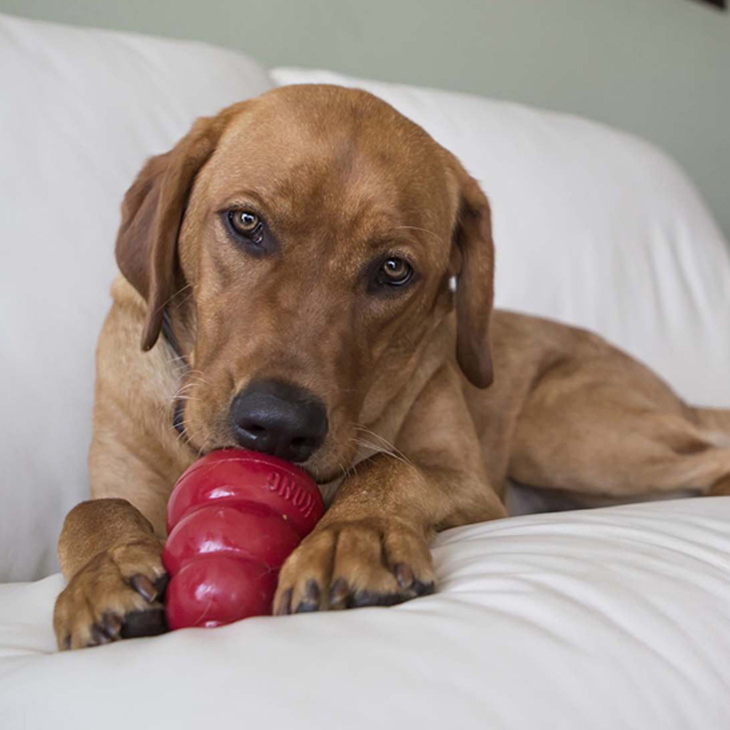 Dog chewing a treat-stuffed KONG Classic toy on a couch
