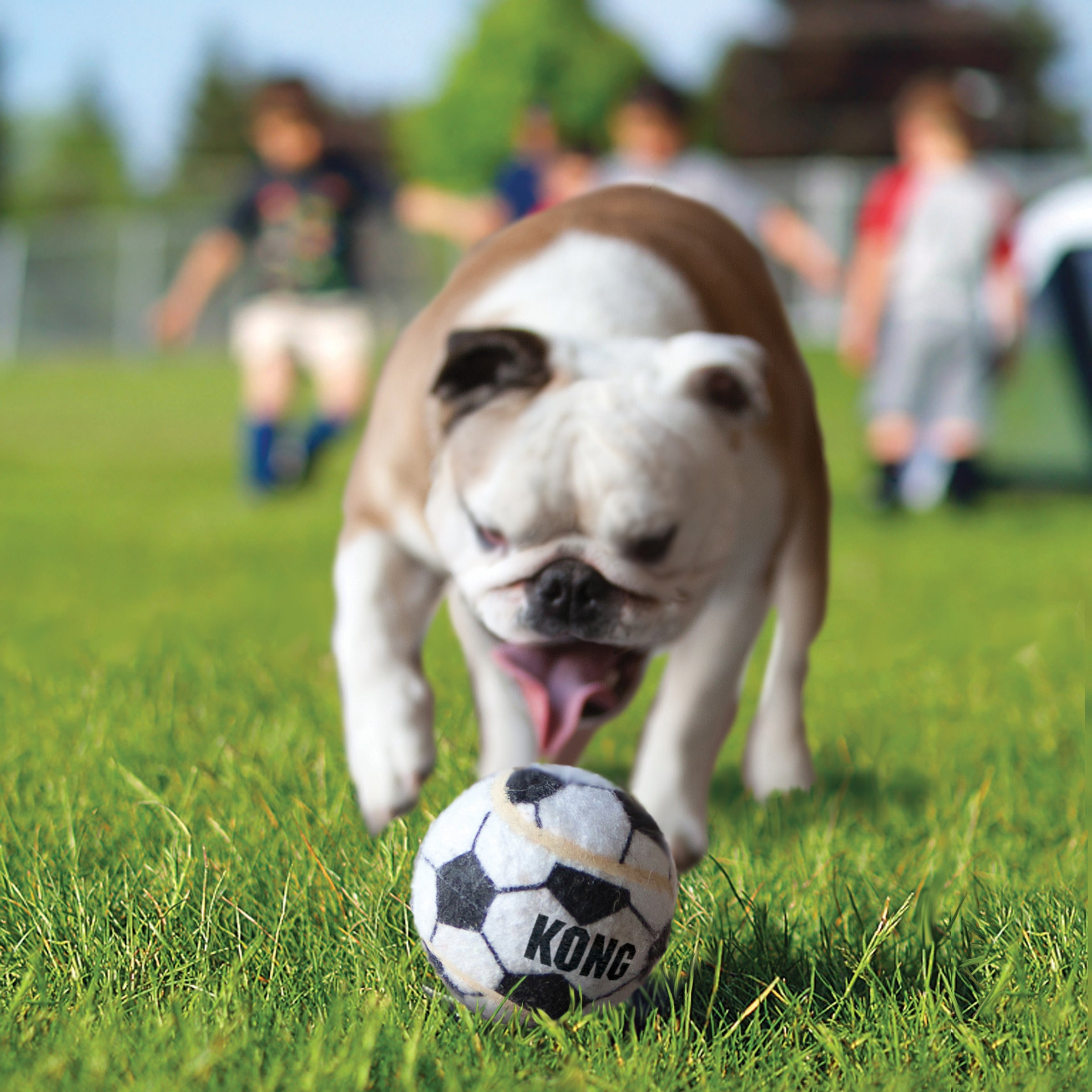 Bulldog chasing a KONG Sport Balls soccer design on a grass field